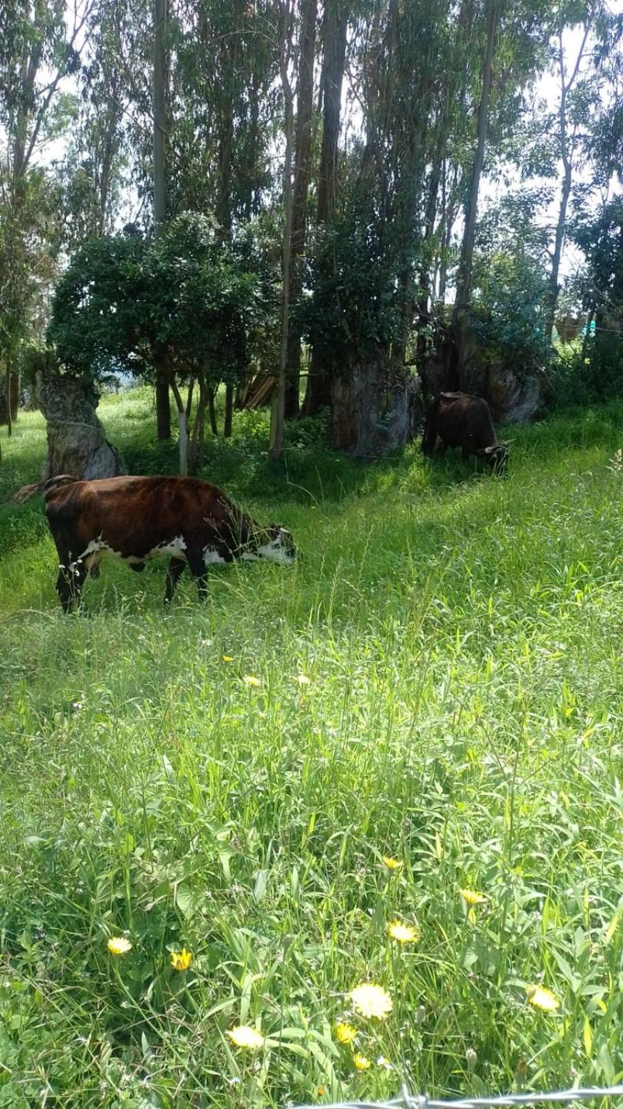 casa de campo la fresita