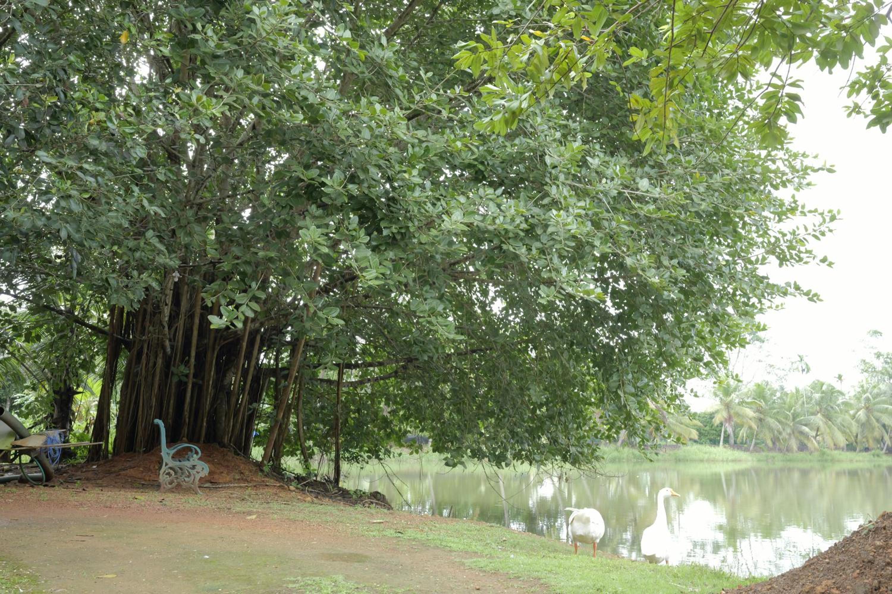 ChirpingNest - Tranquil Exclusive Retreat
