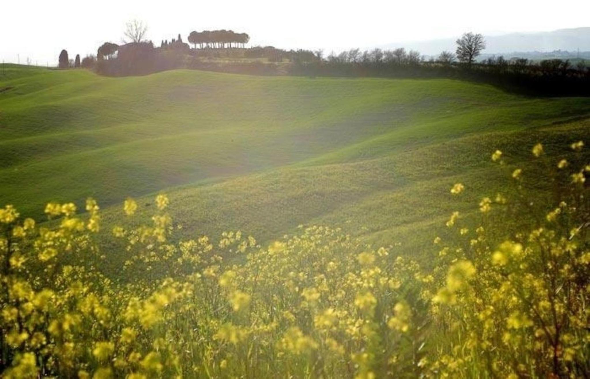Appartement in Asciano mit Garten und Grill