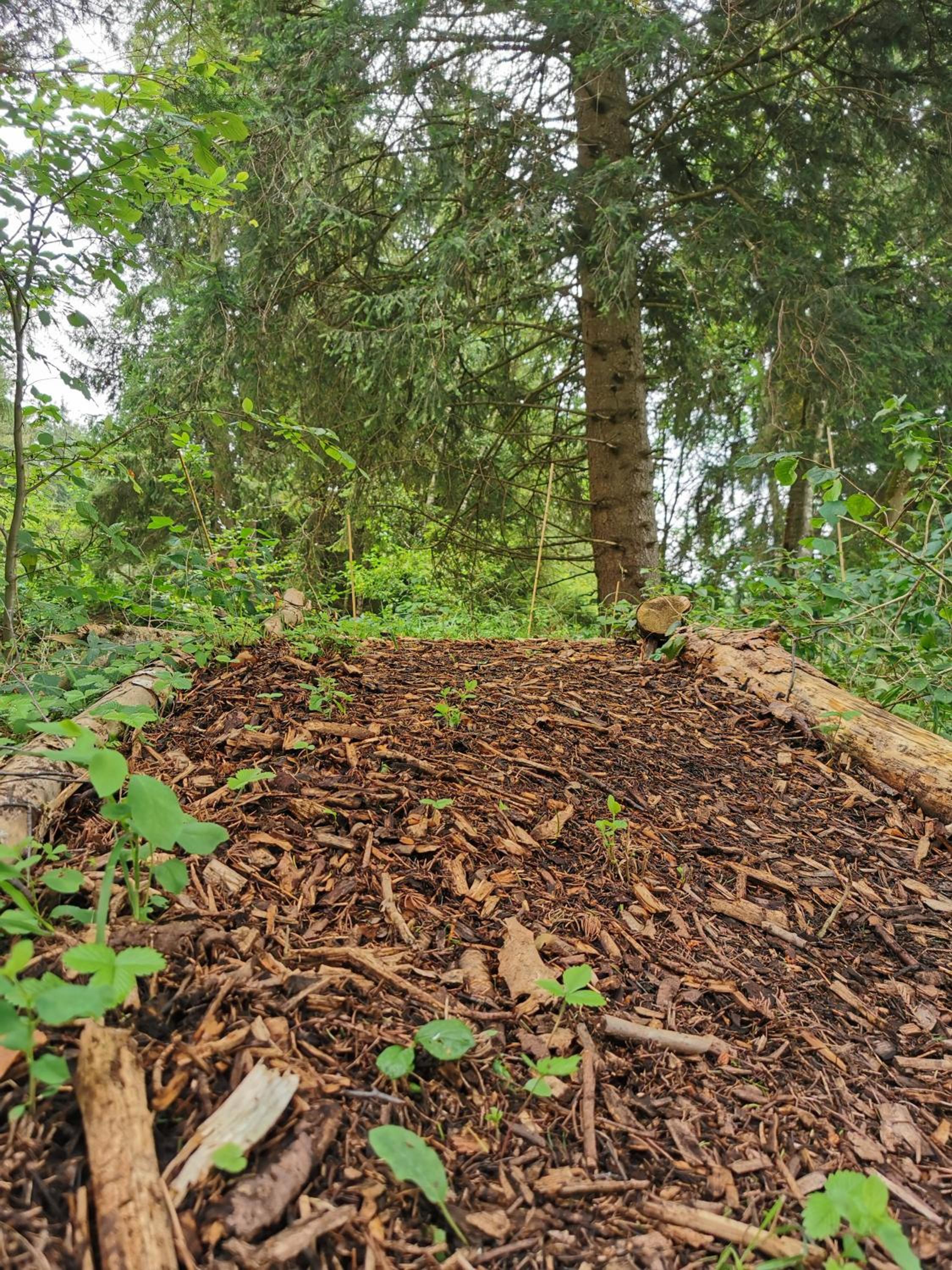 Wald ist Zukunft