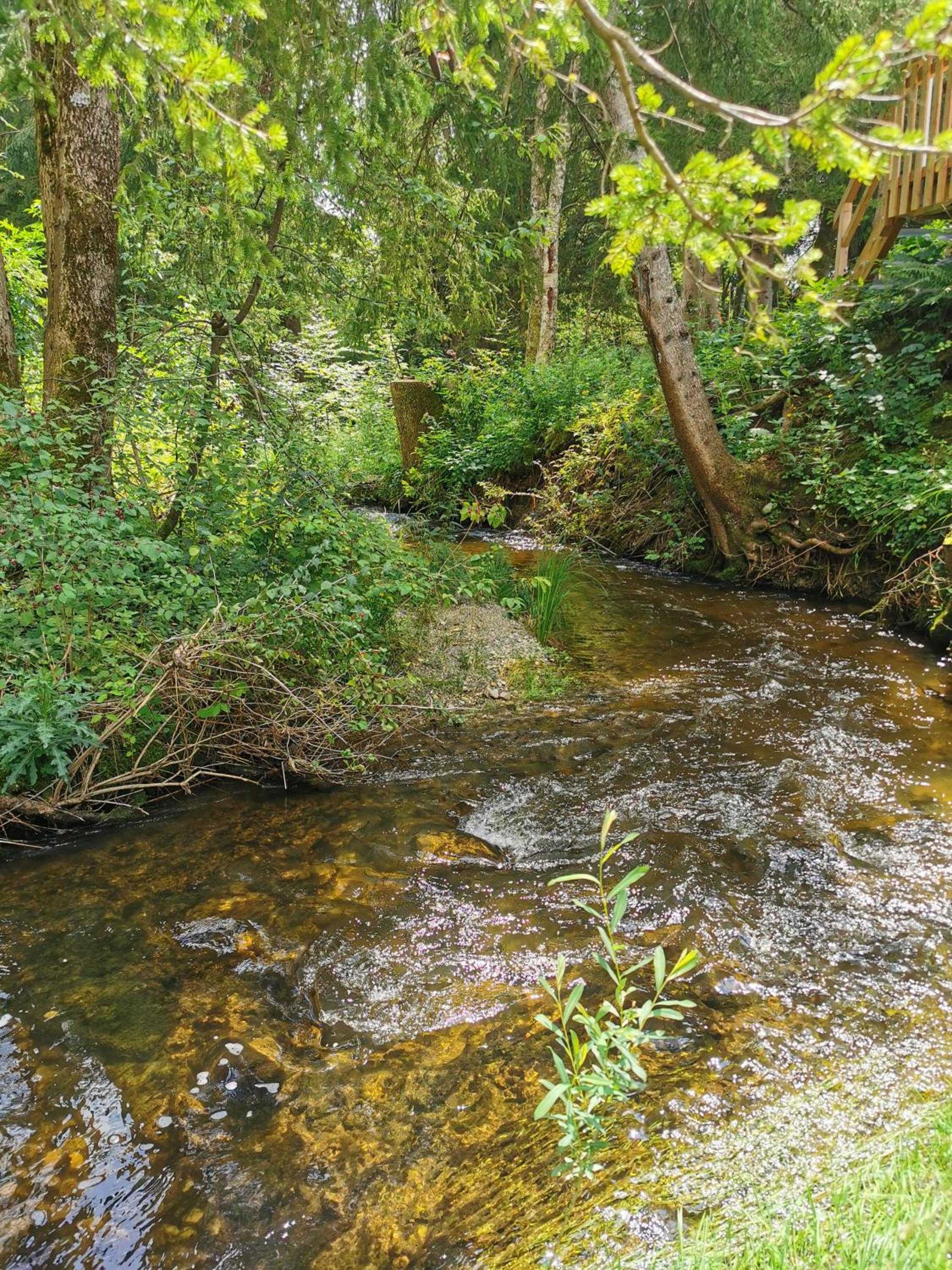 Wald ist Zukunft