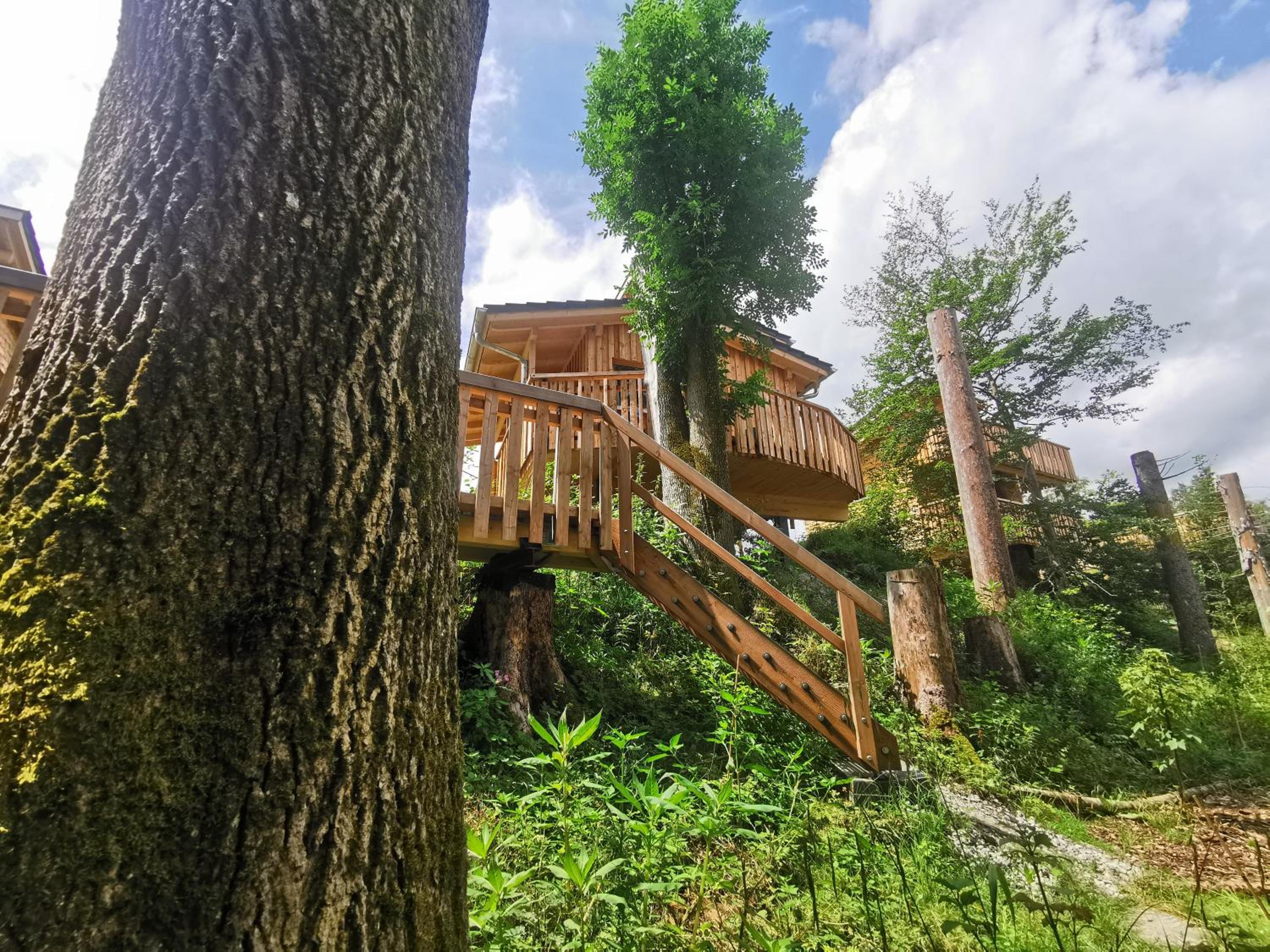 Wald ist Zukunft