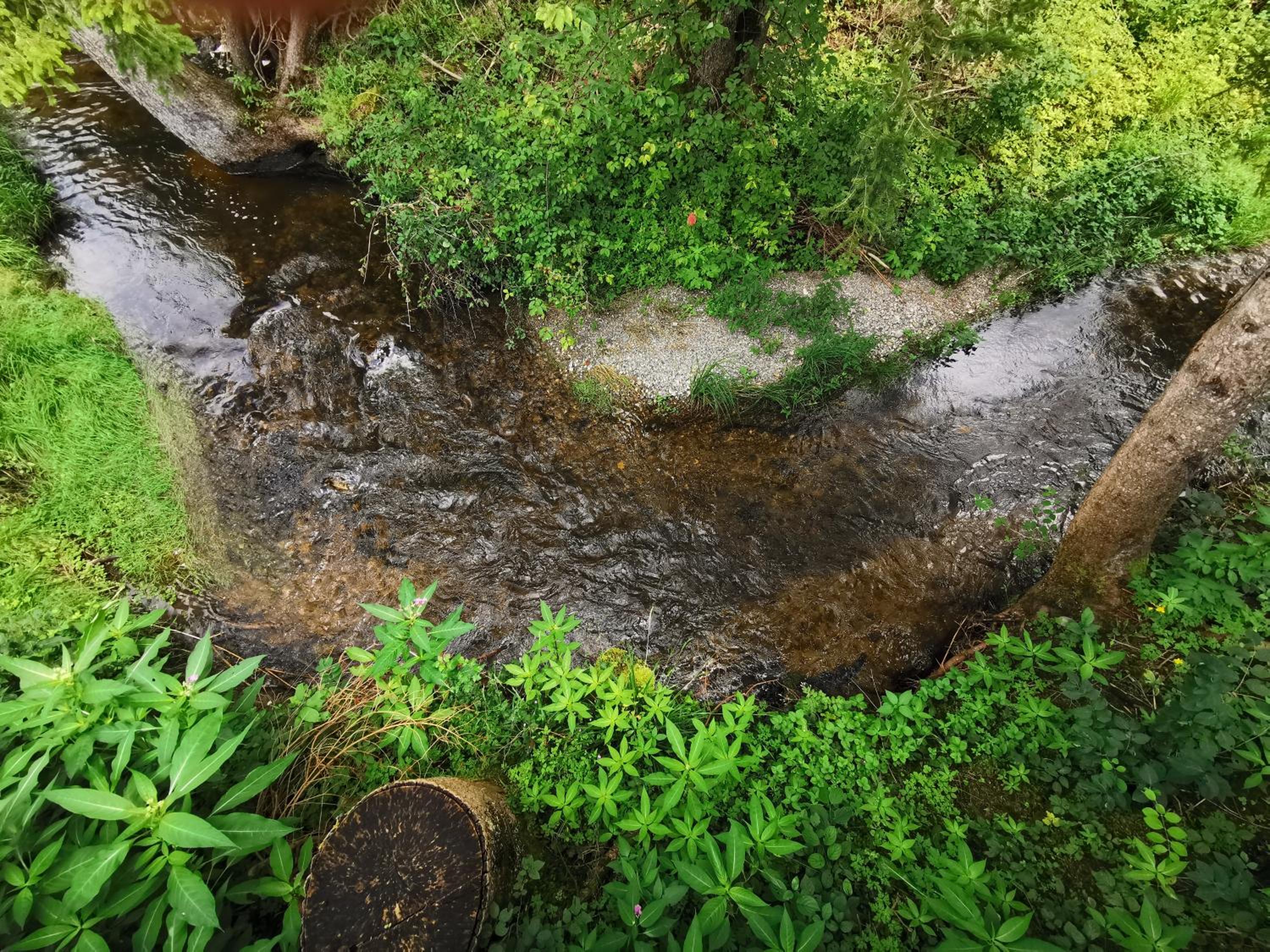Wald ist Zukunft