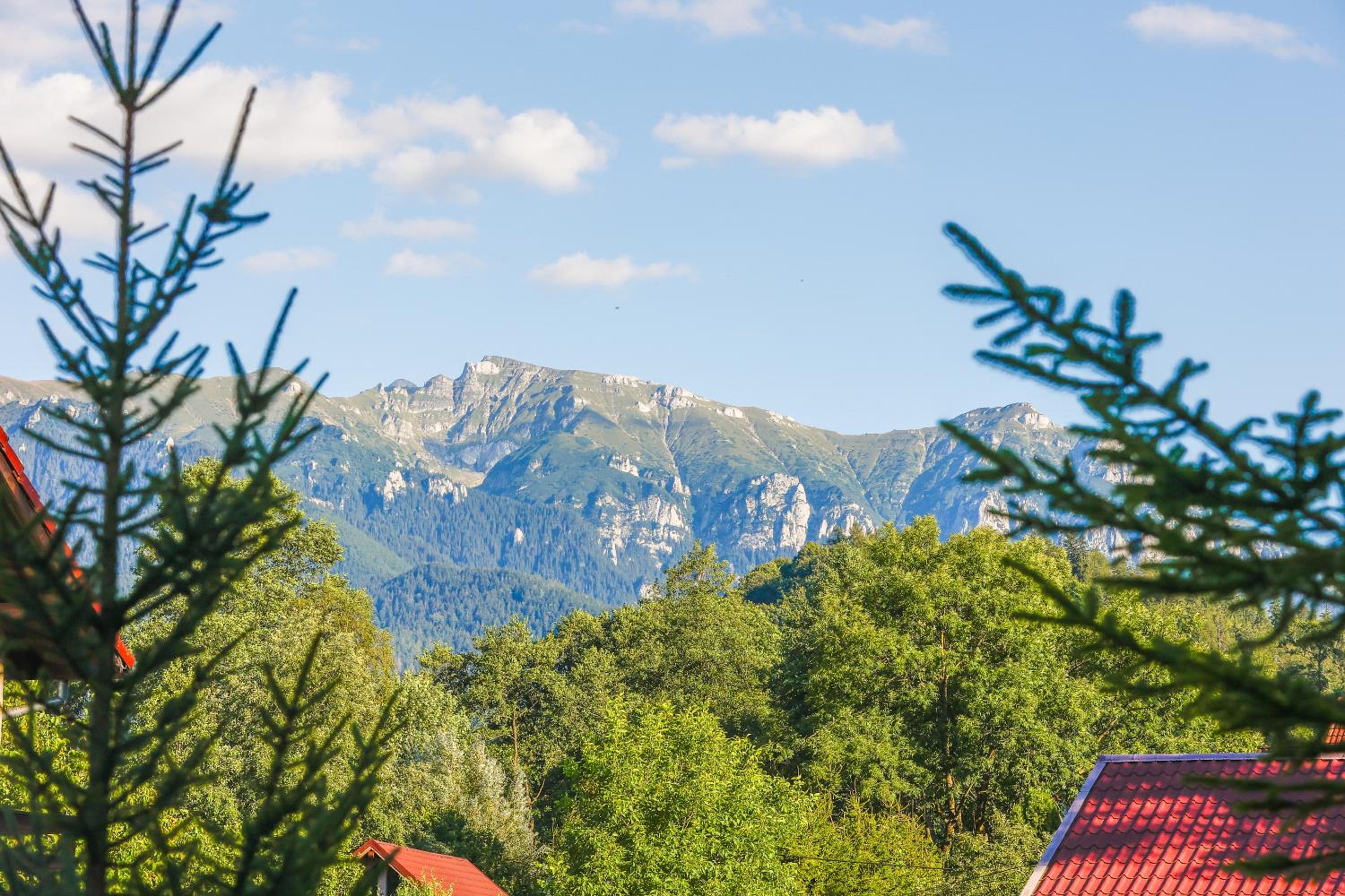 Cedrus Bran Boutique