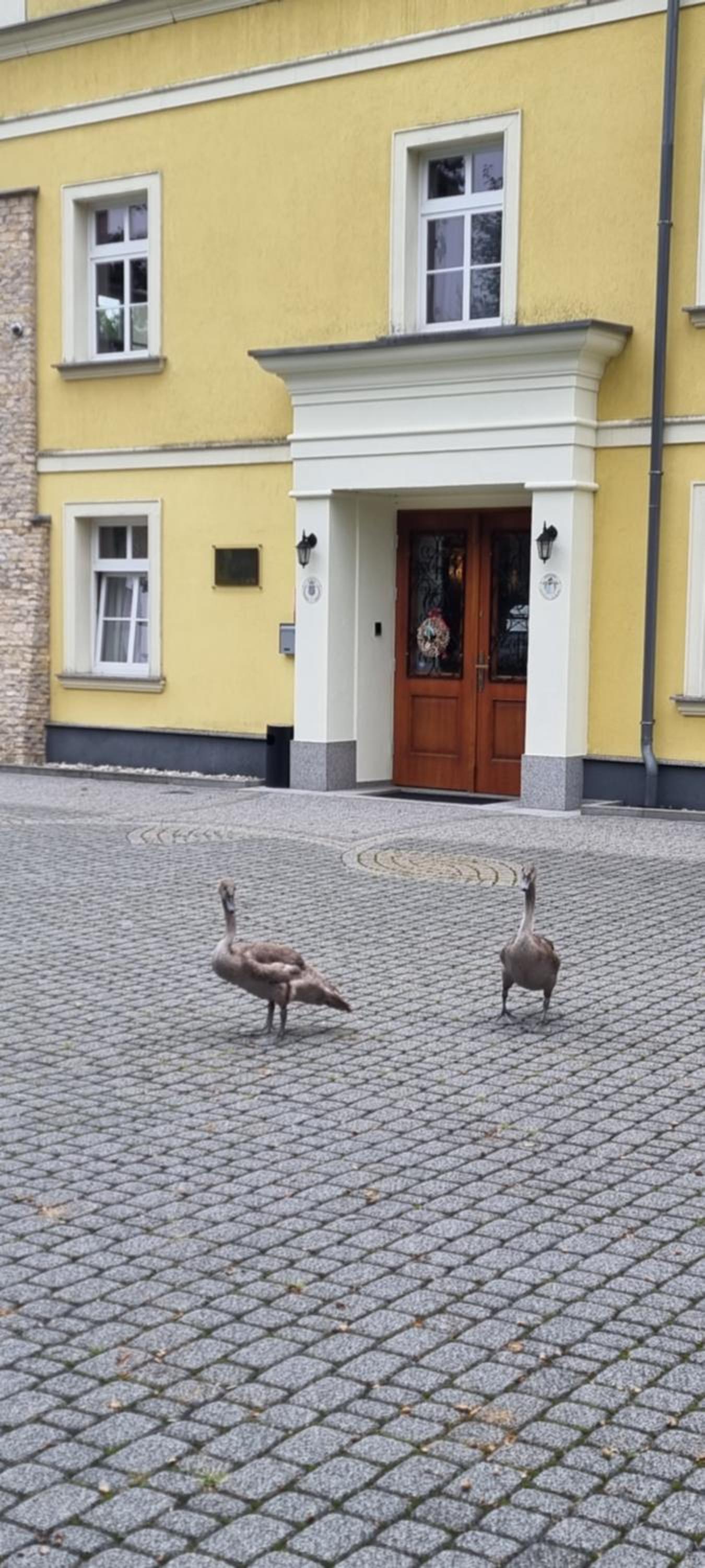 Rezydencja Pałac Lucja BB view 5
