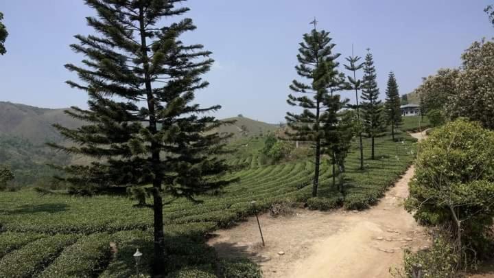 Pine Trees Home Stay view 4