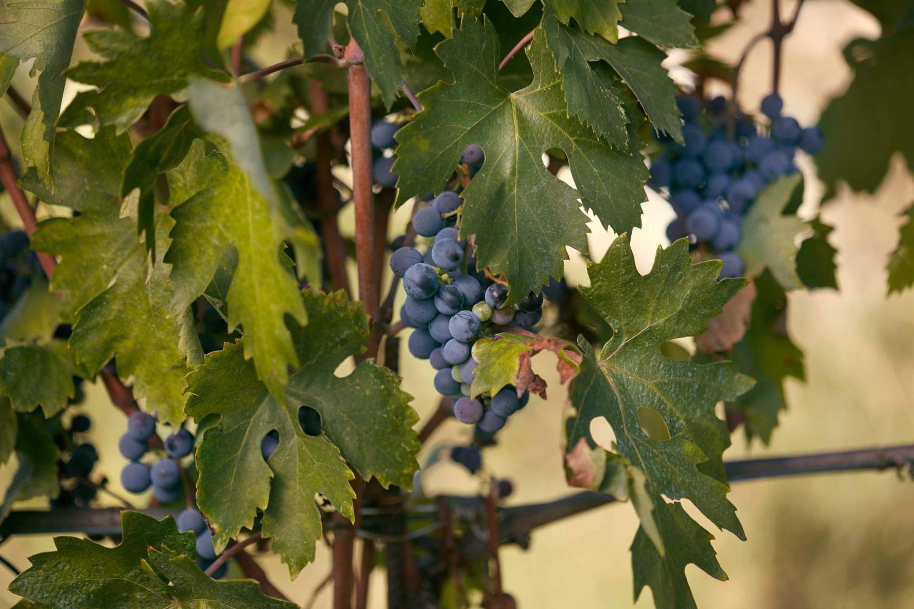 Agriturismo Penzole