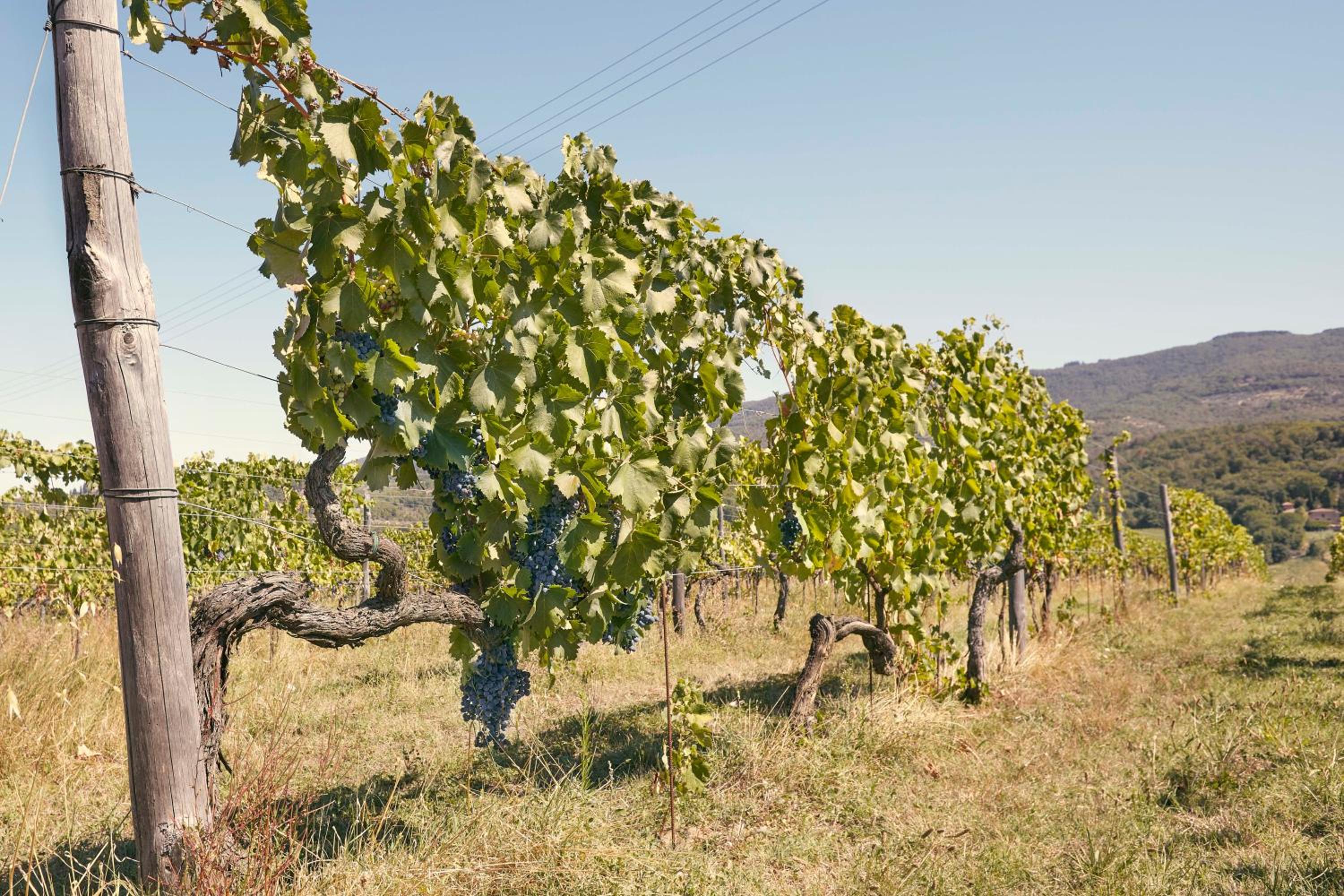 Agriturismo Penzole