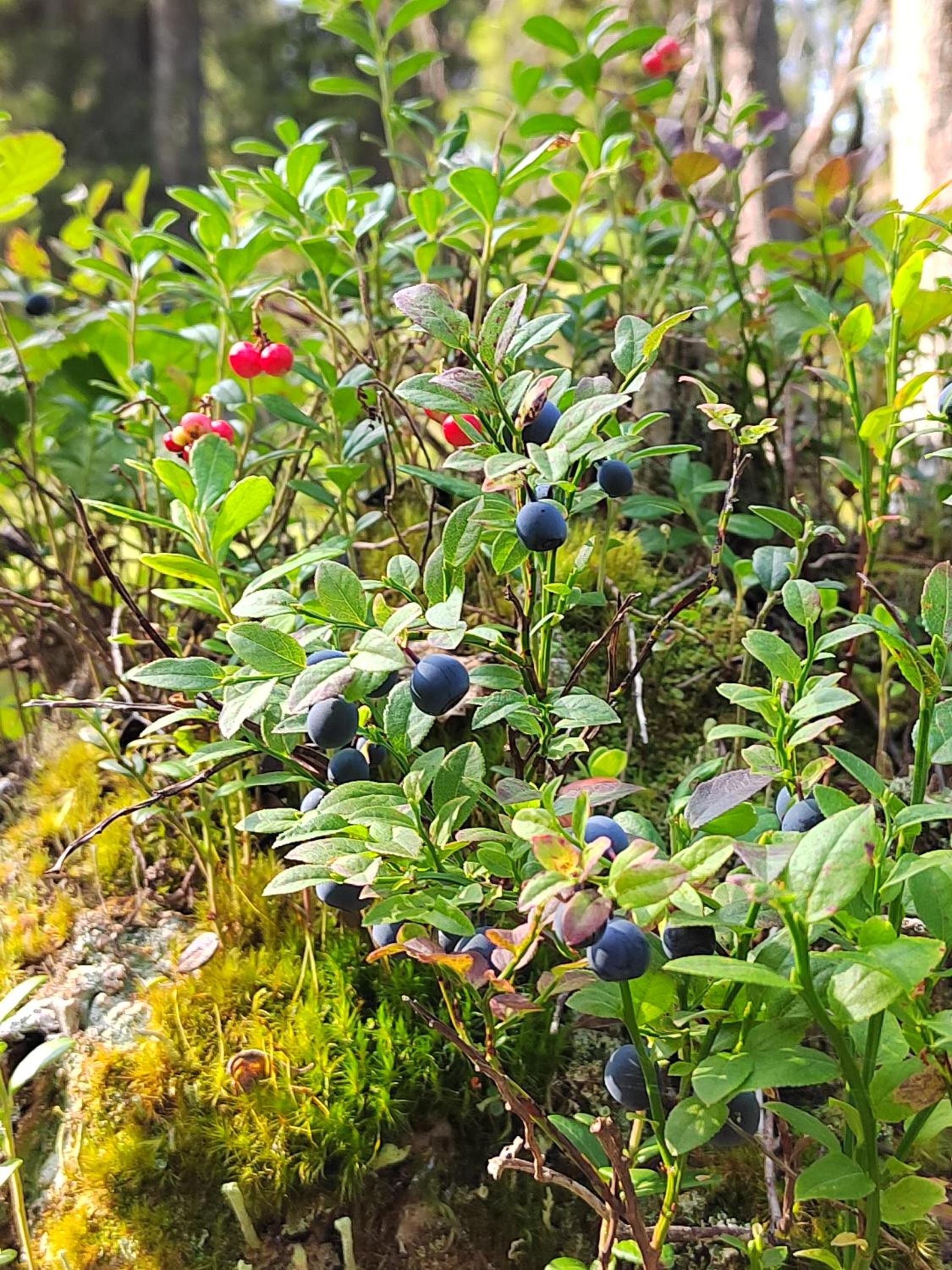 Mummon Mökki