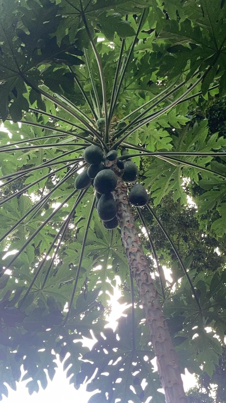 Gecko de Tortuguero