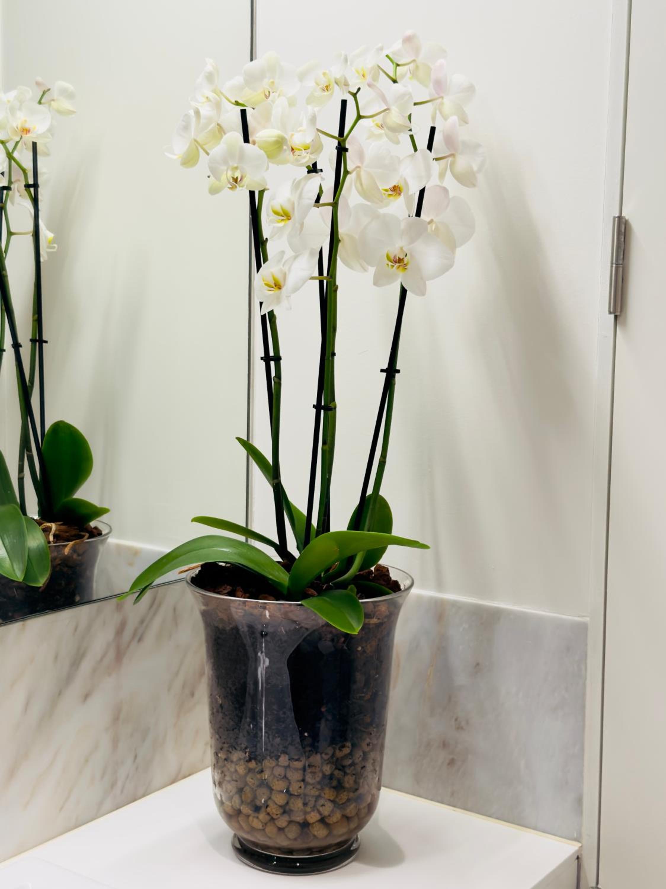 Chiado Luxury Apartment Camões