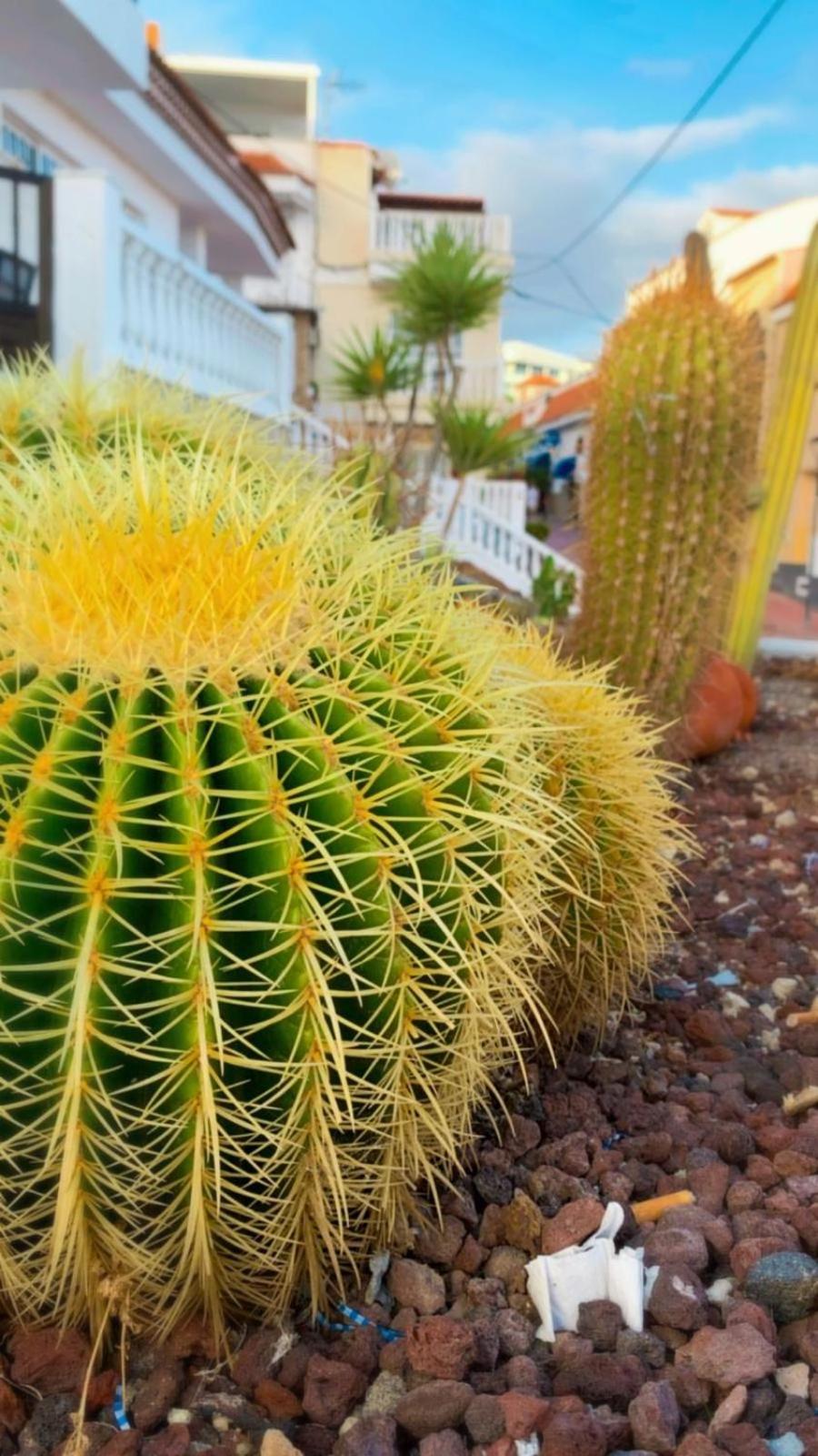 Apartamento Las Palmeritas Palm Mar Tenerife Sur