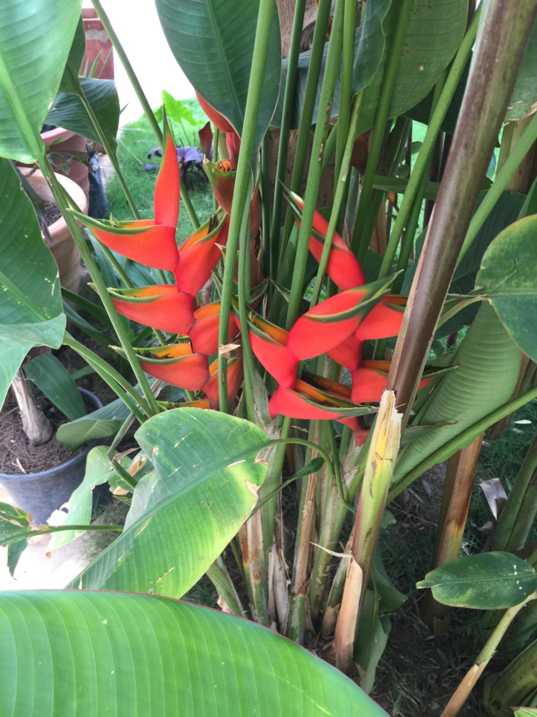 tropical oasis