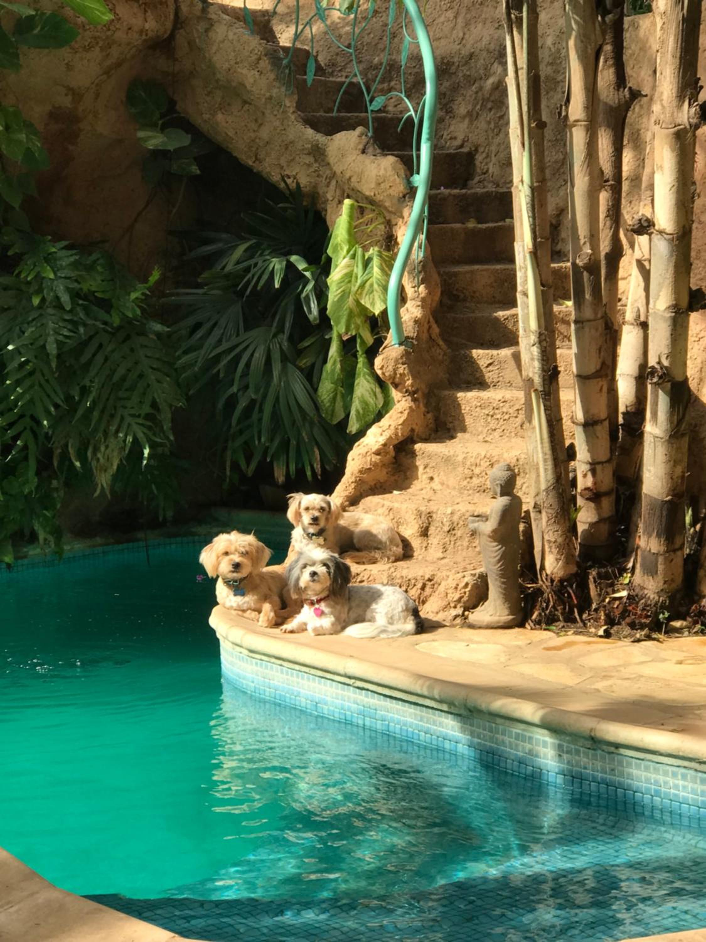 tropical oasis