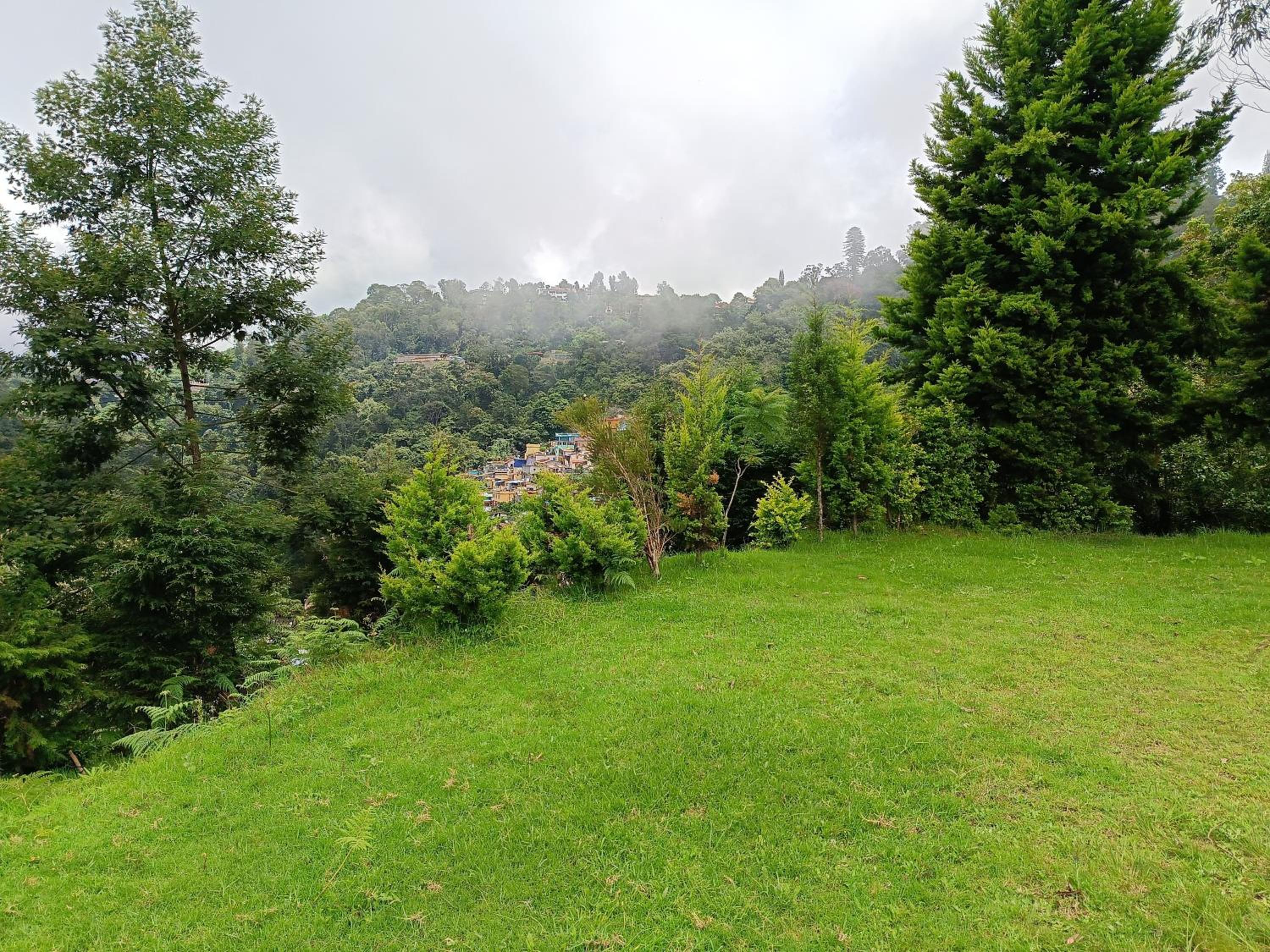 Jungle view view 5