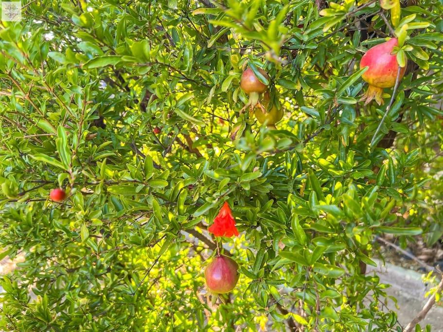 Finca Tierra Sana