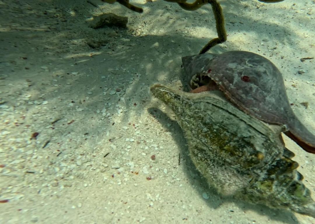 Caribbean Shores Belize