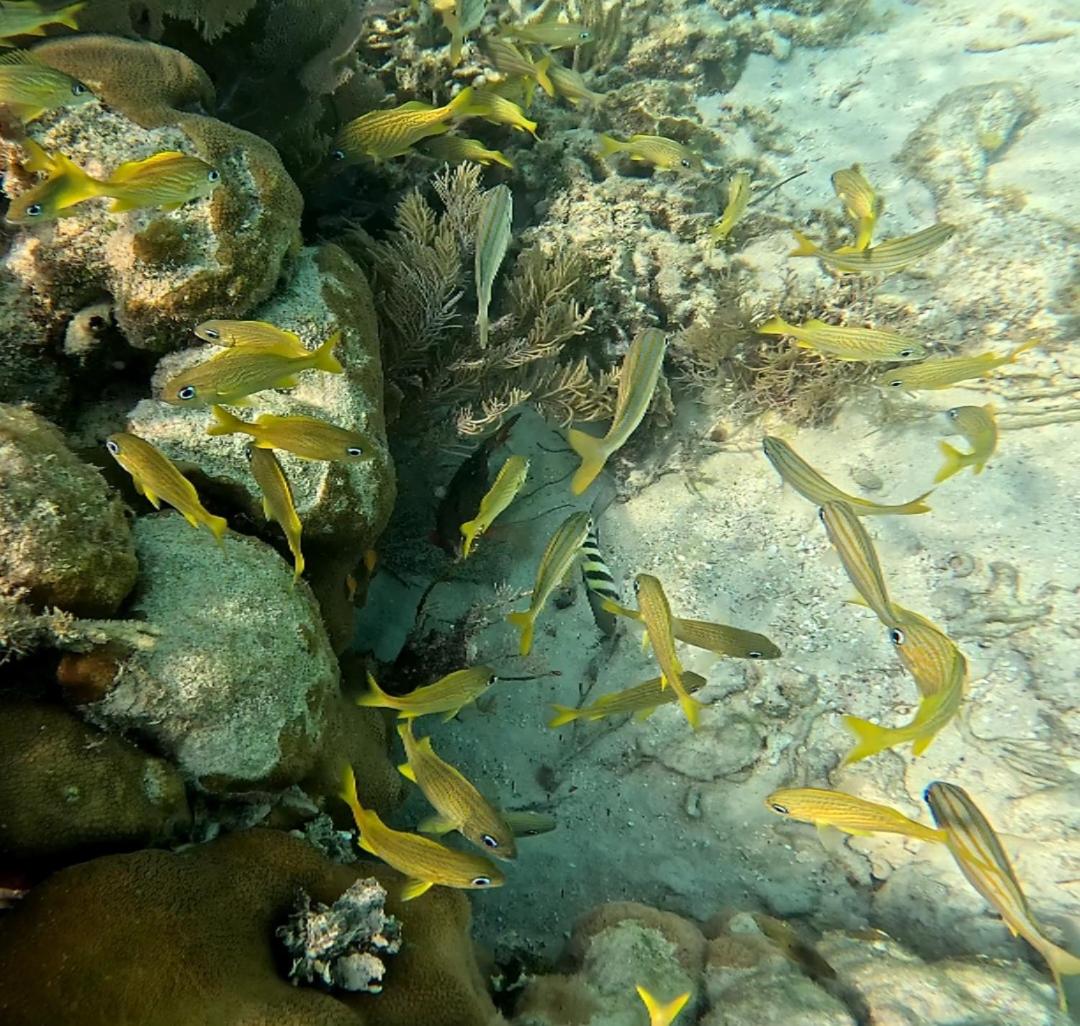 Caribbean Shores Belize