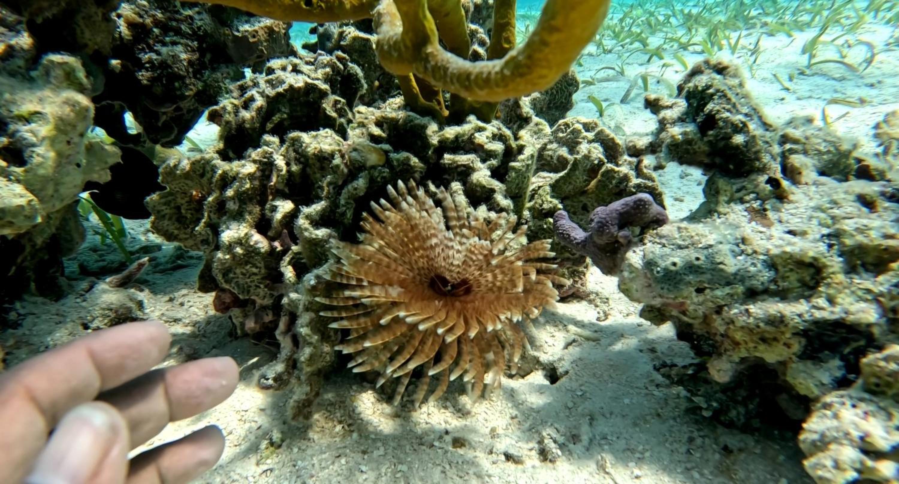 Caribbean Shores Belize