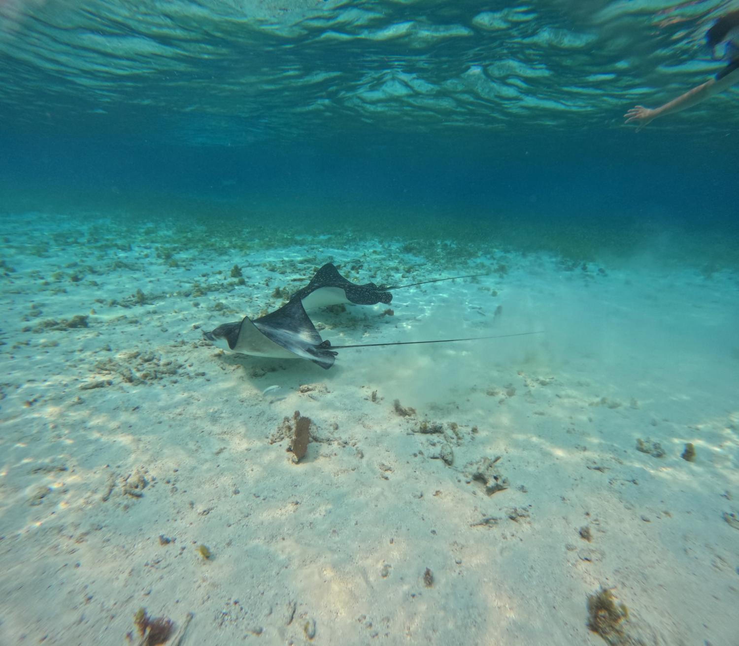 Caribbean Shores Belize