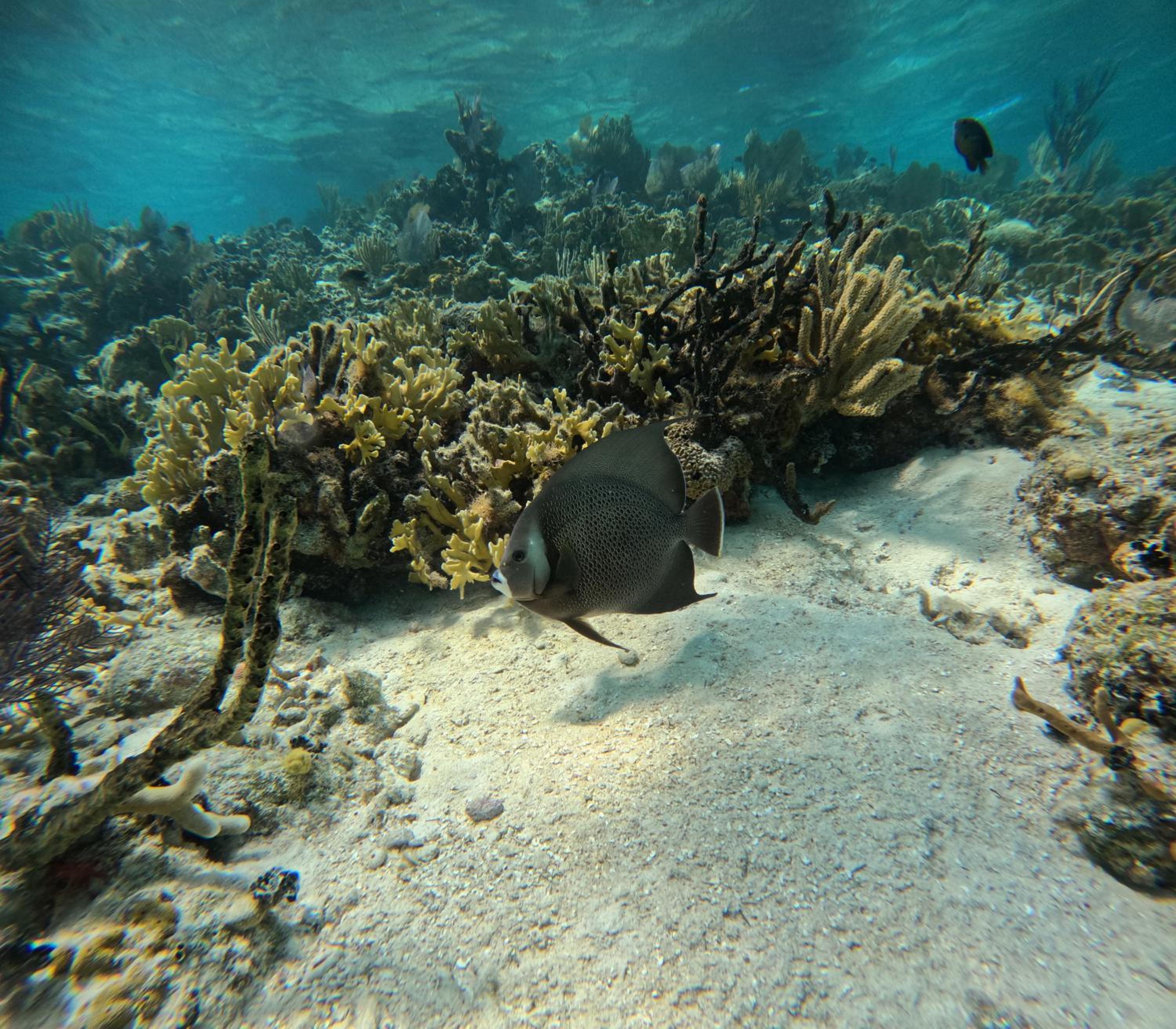 Caribbean Shores Belize