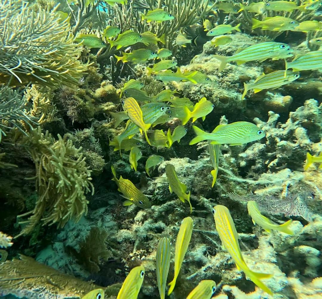 Caribbean Shores Belize