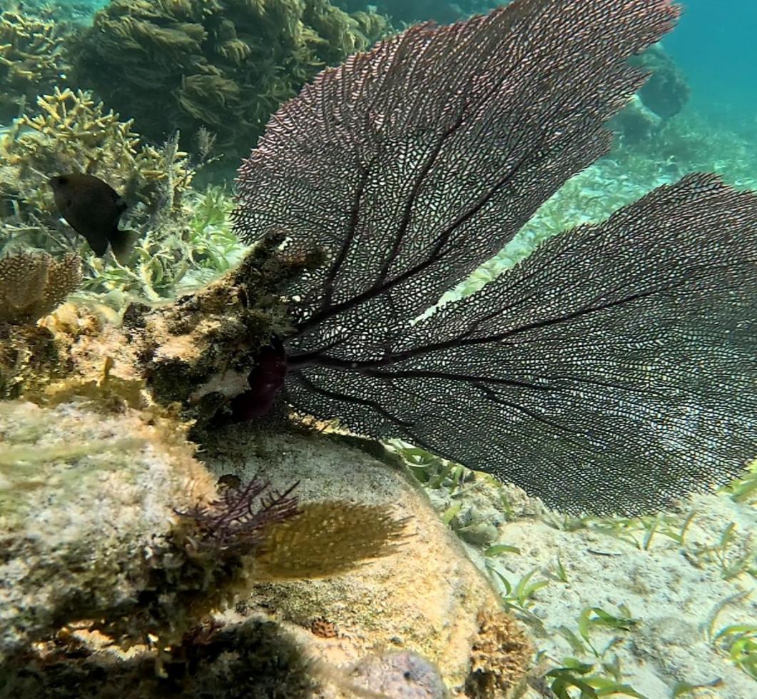 Caribbean Shores Belize