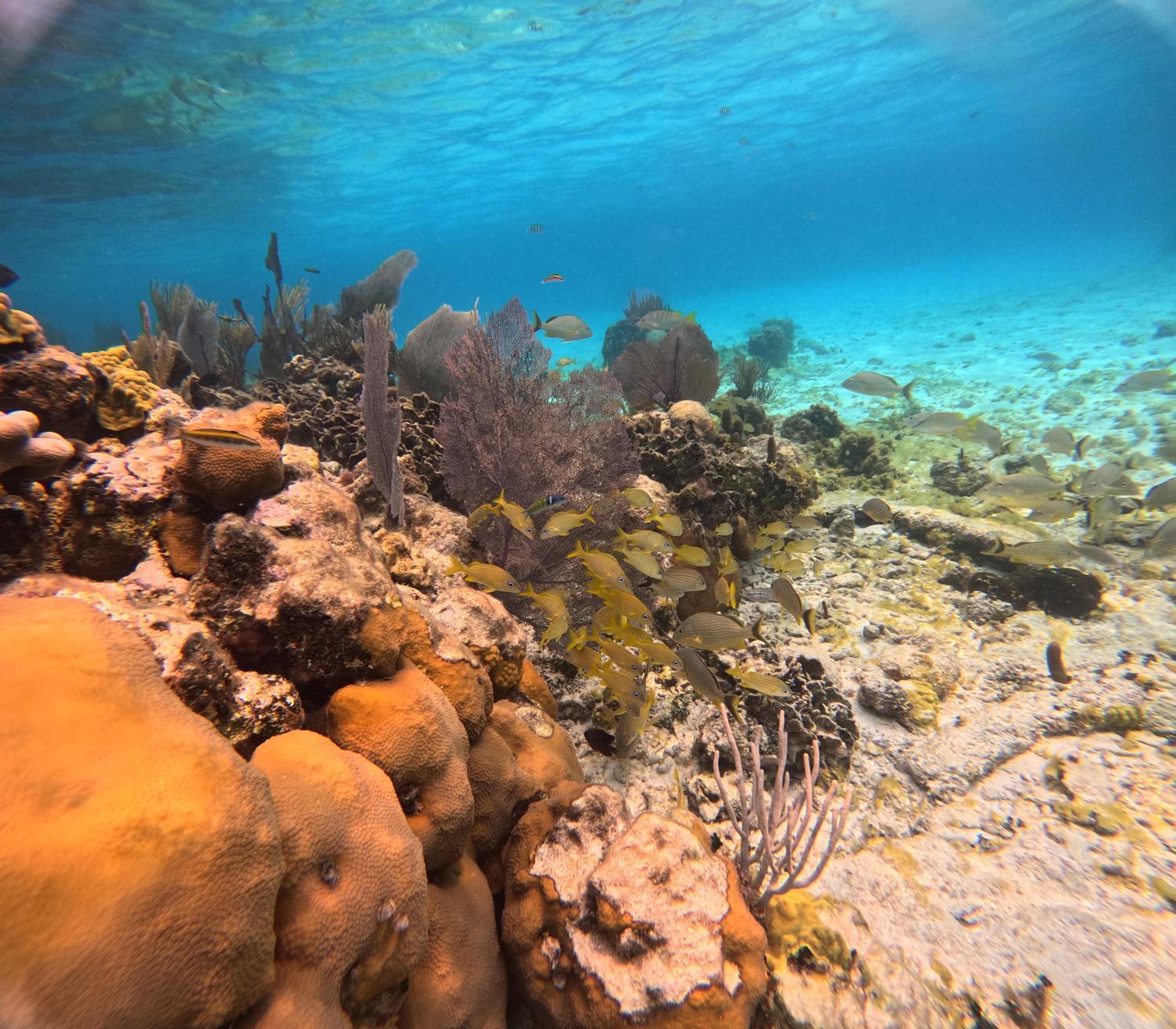 Caribbean Shores Belize