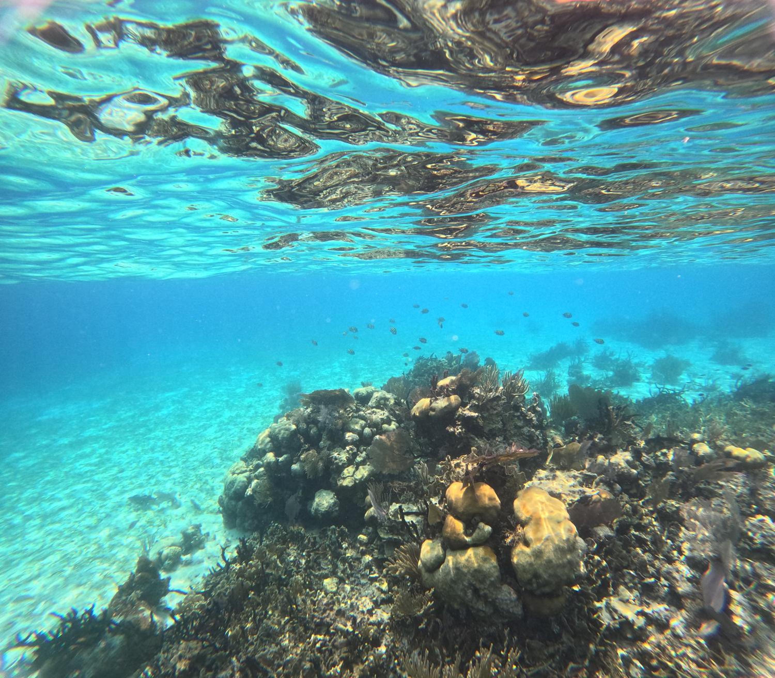 Caribbean Shores Belize