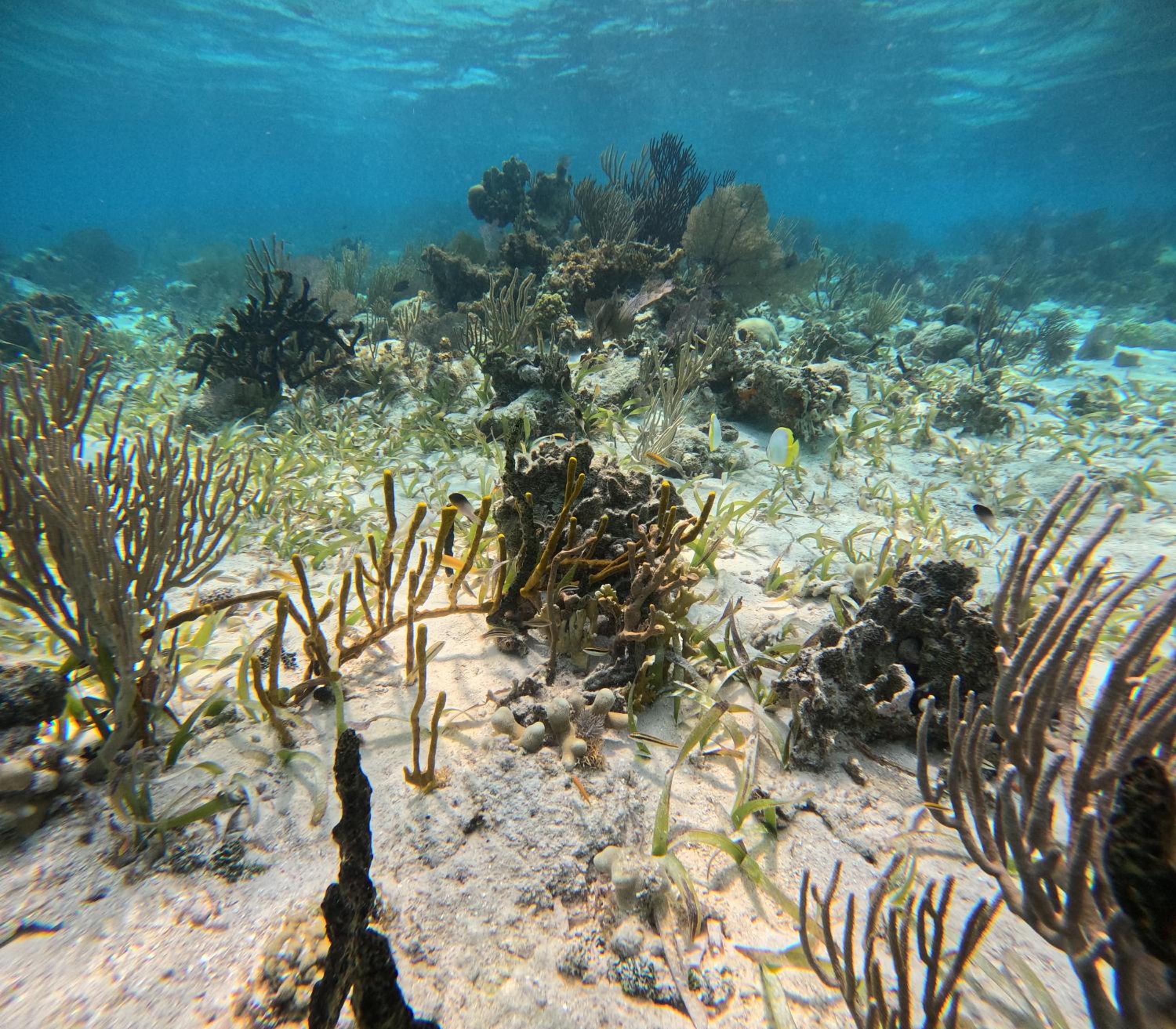 Caribbean Shores Belize