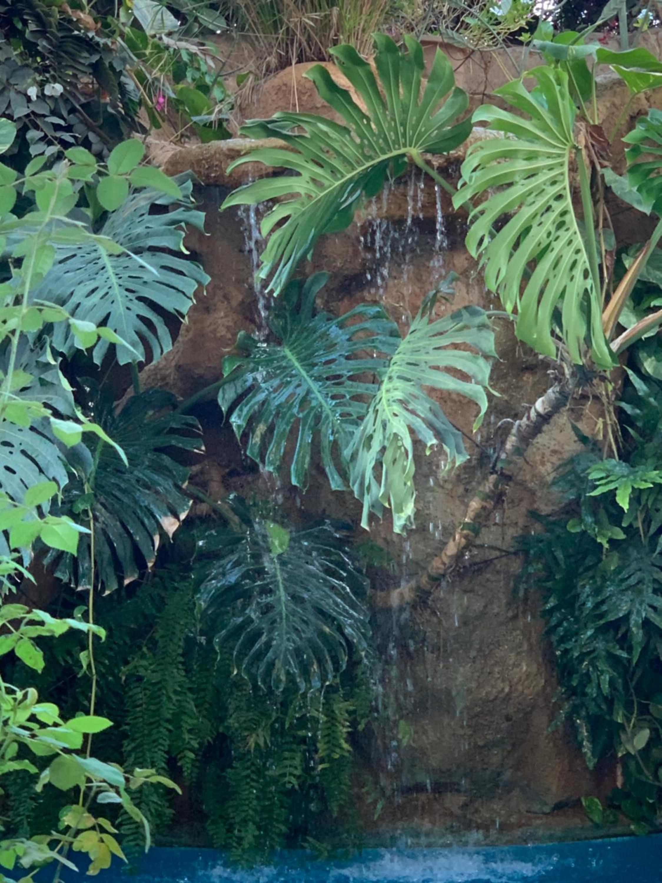 tropical oasis