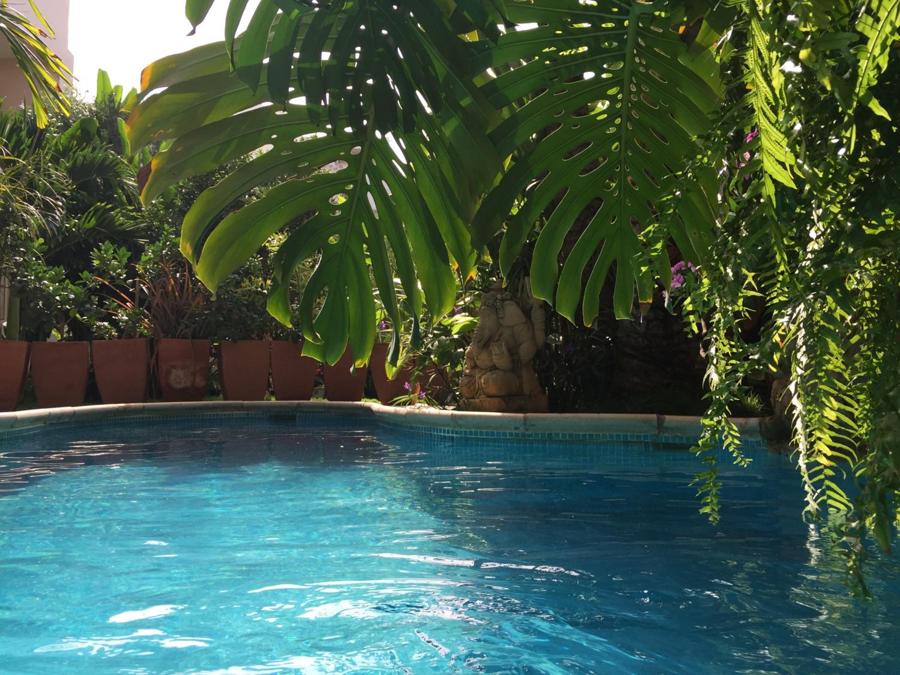 tropical oasis