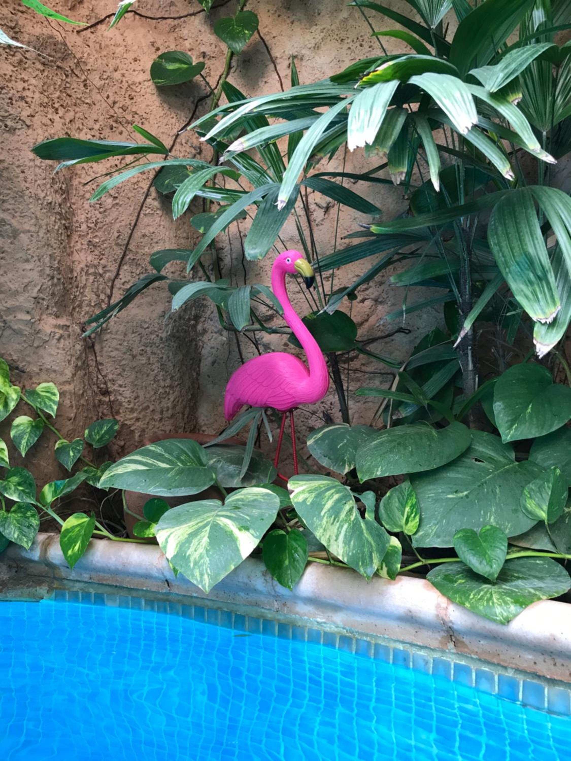 tropical oasis