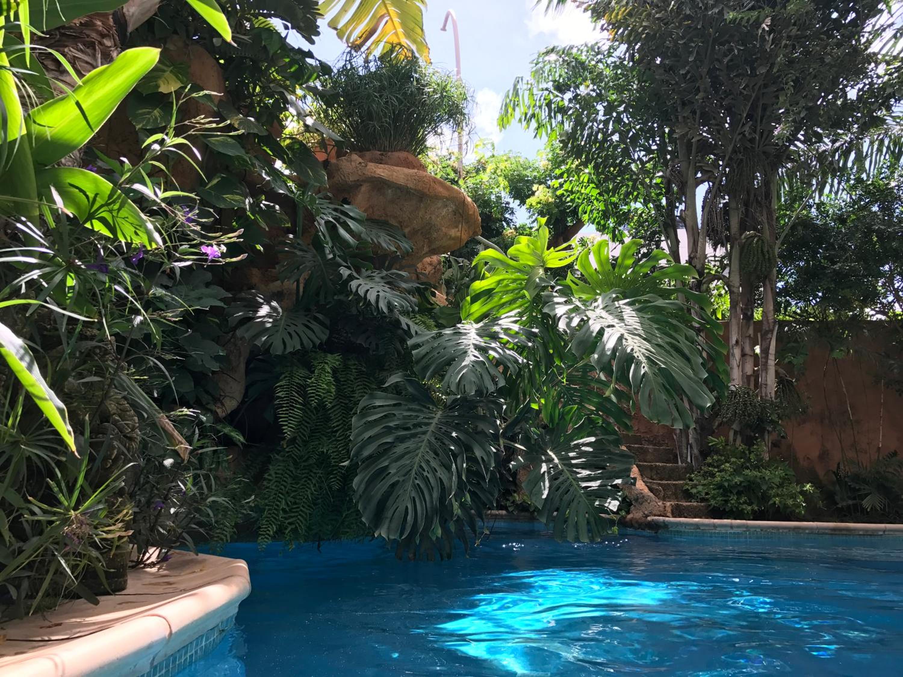 tropical oasis