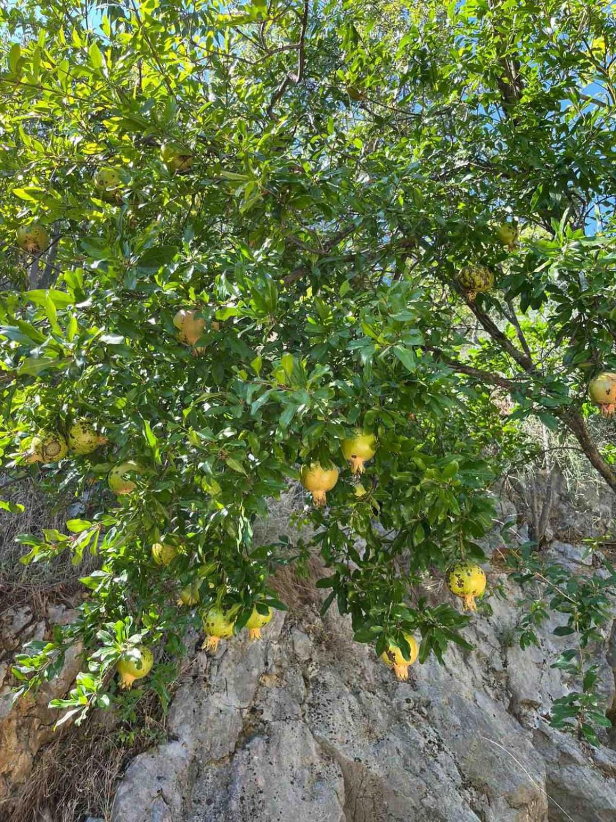 Kamena Idila