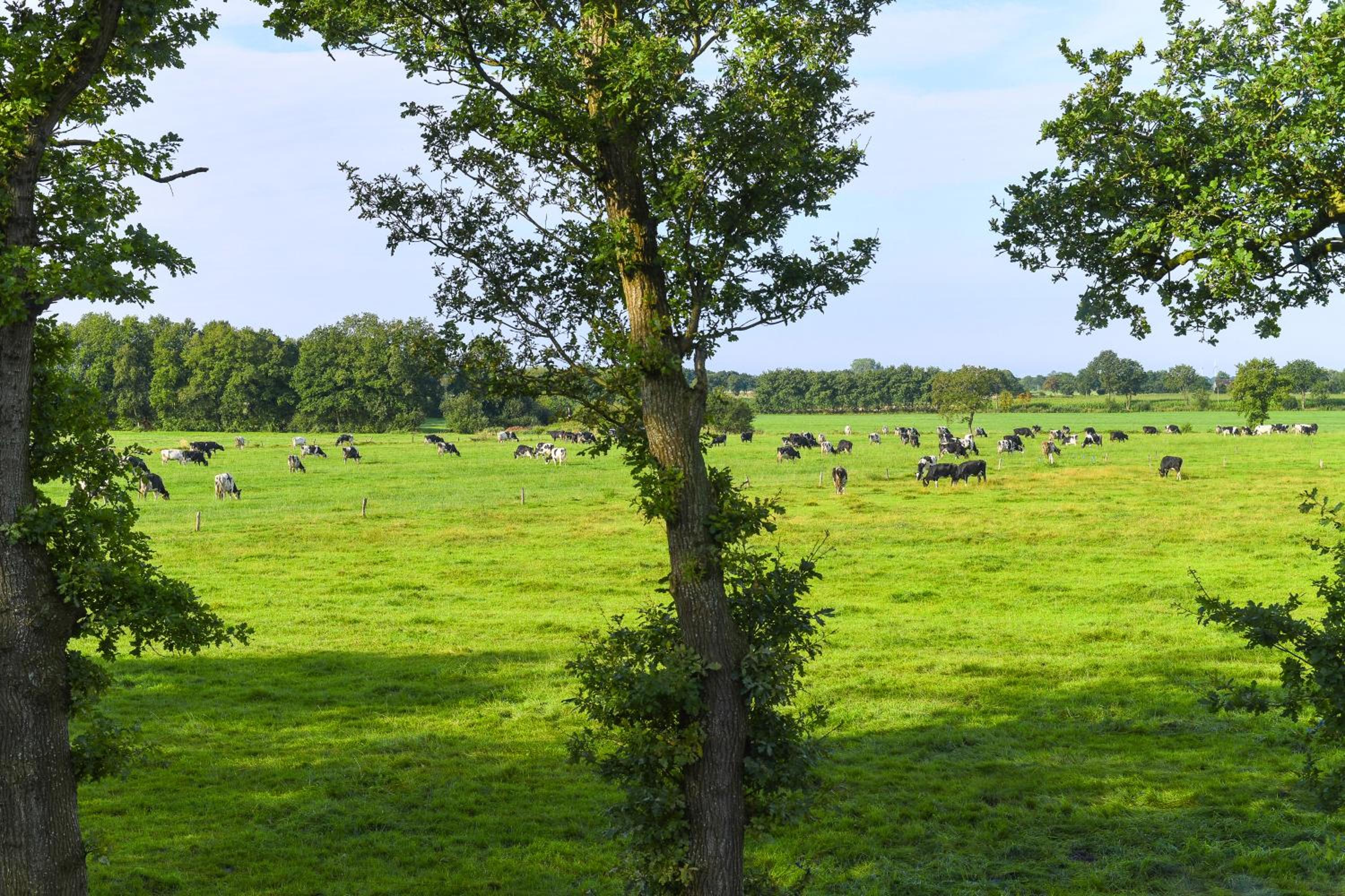 Ferienwohnung Zur Kuhweide
