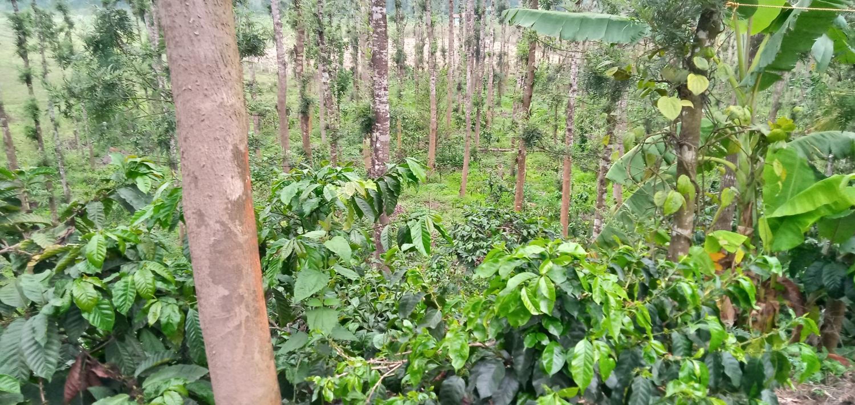 Flora Homestay