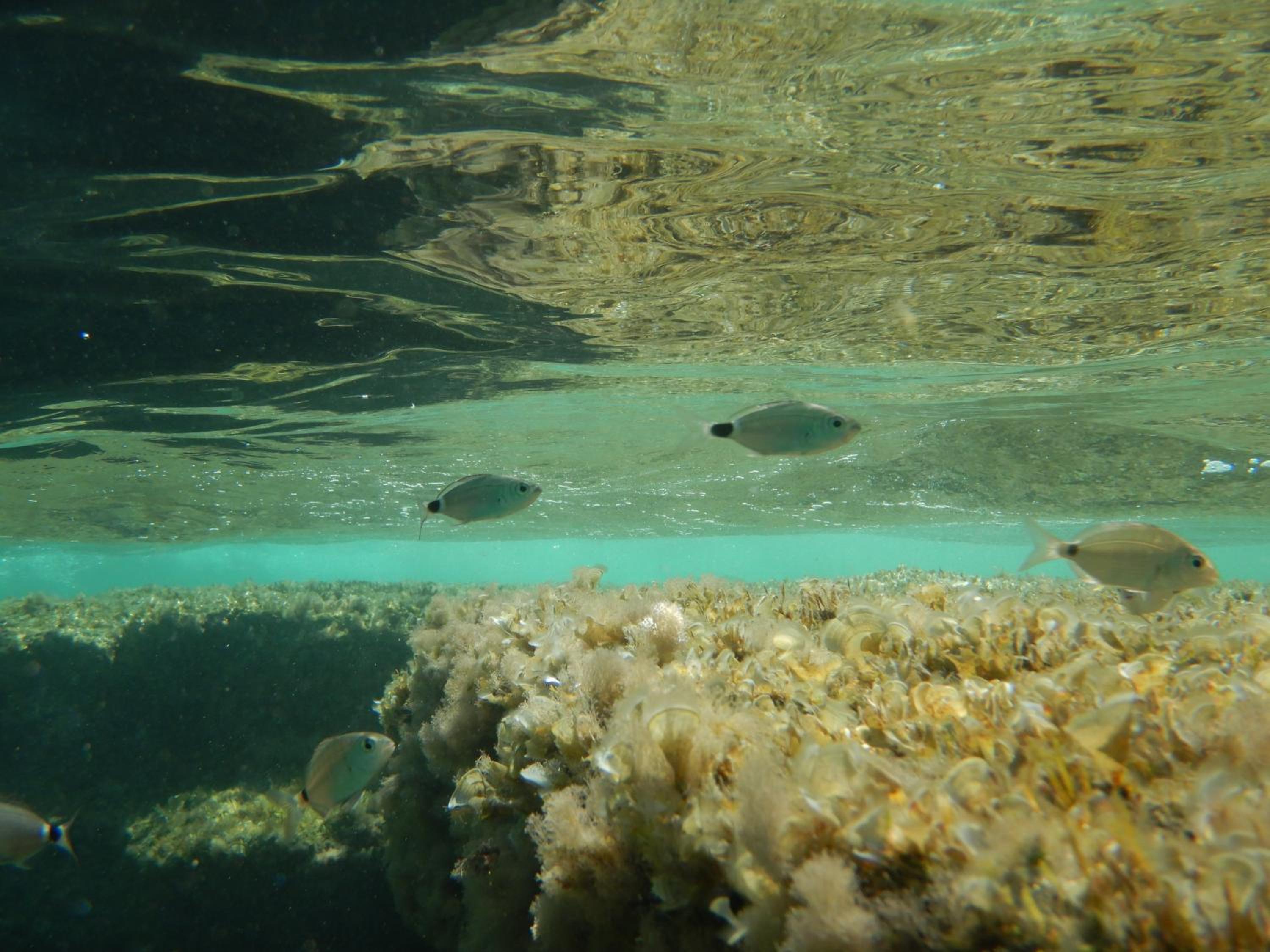 Appartement Anatra photo 4