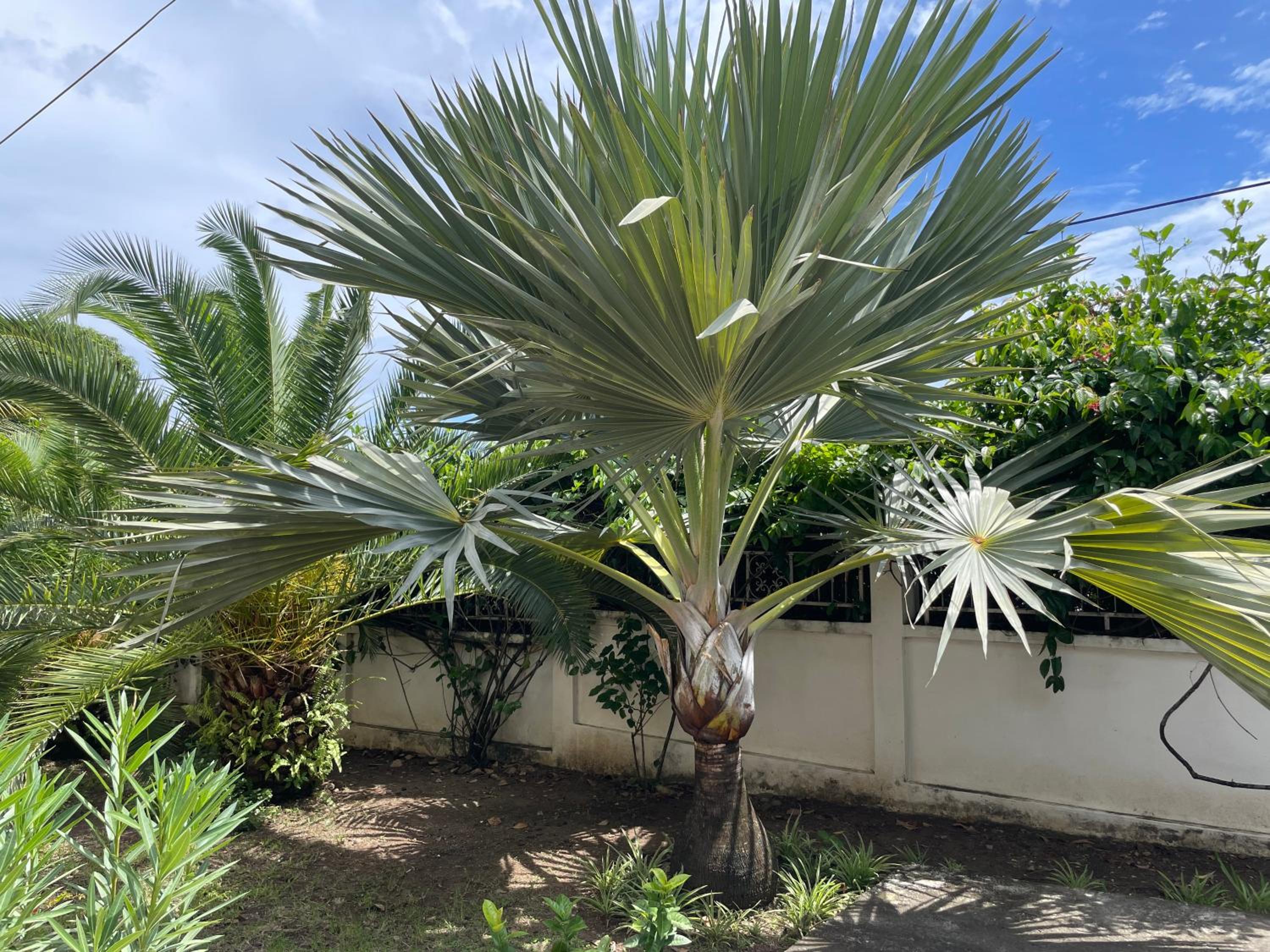 Sarithea, photo 15
