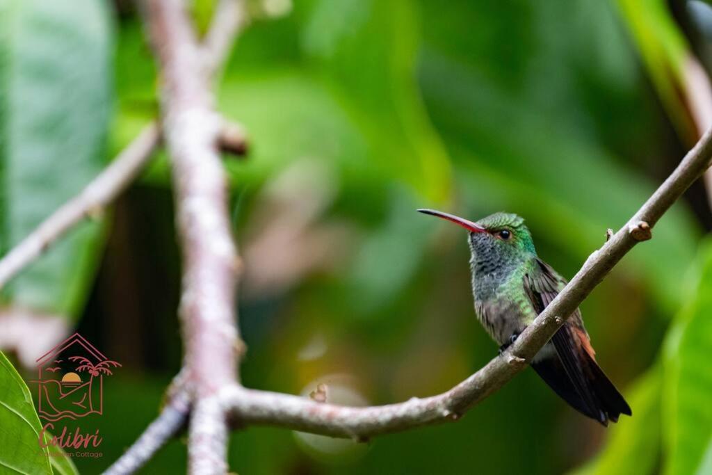Colibri Caribbean Cottage, hermosa y amplia casa a pasos de una exótica playa con piscinas naturales