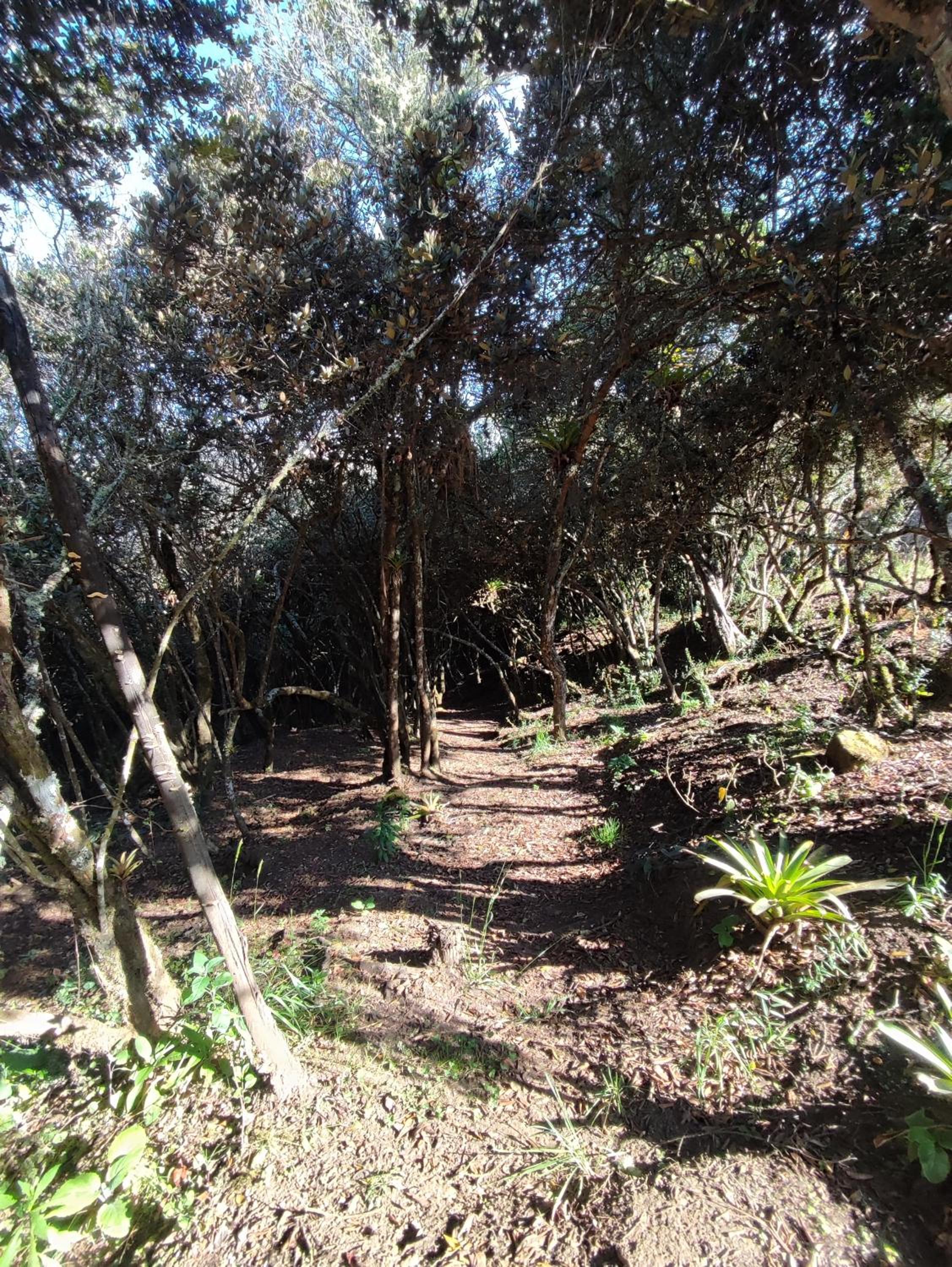 Blumonte Guatavita