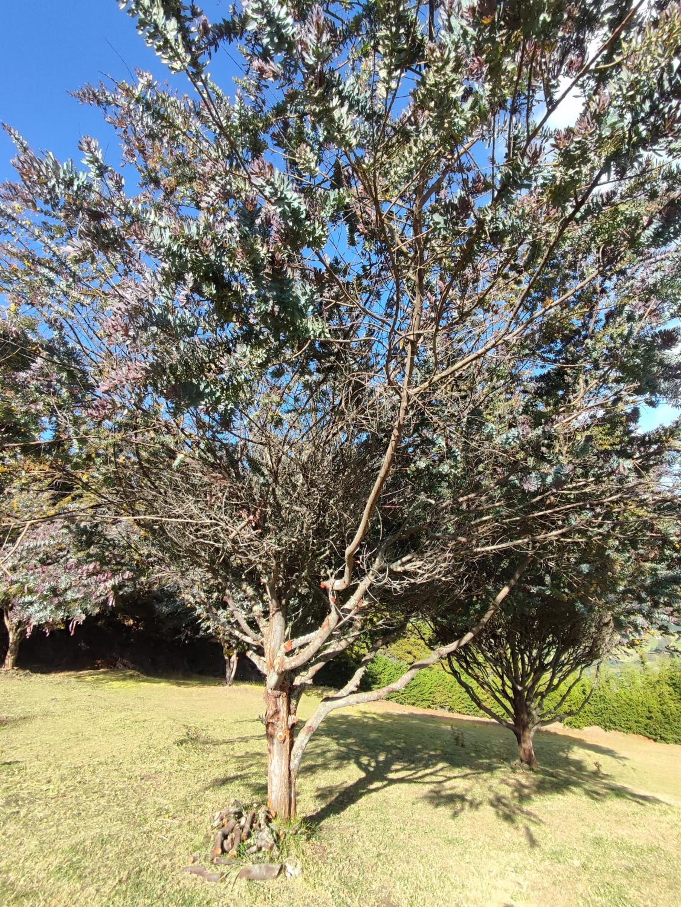 Blumonte Guatavita