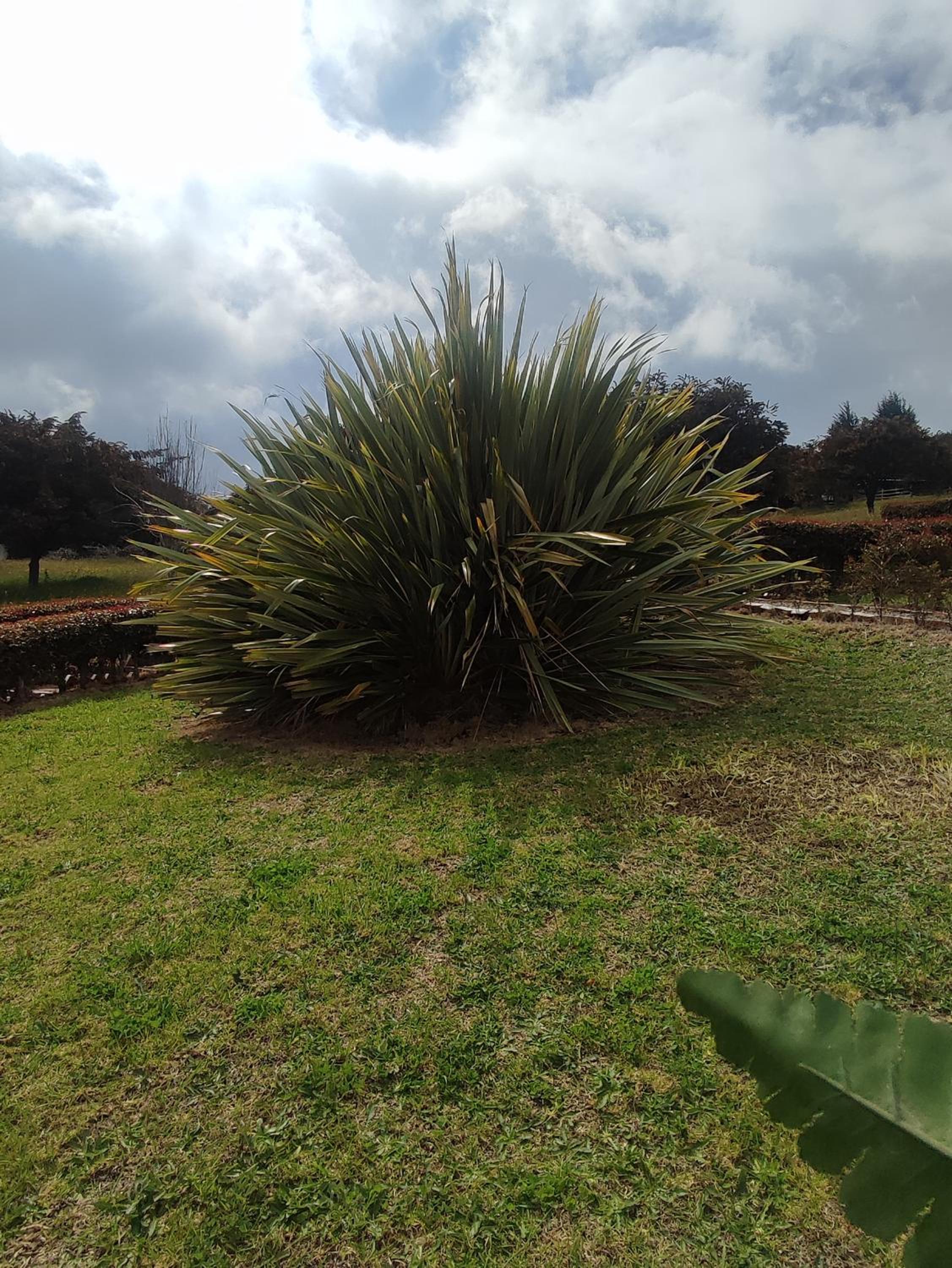 Blumonte Guatavita