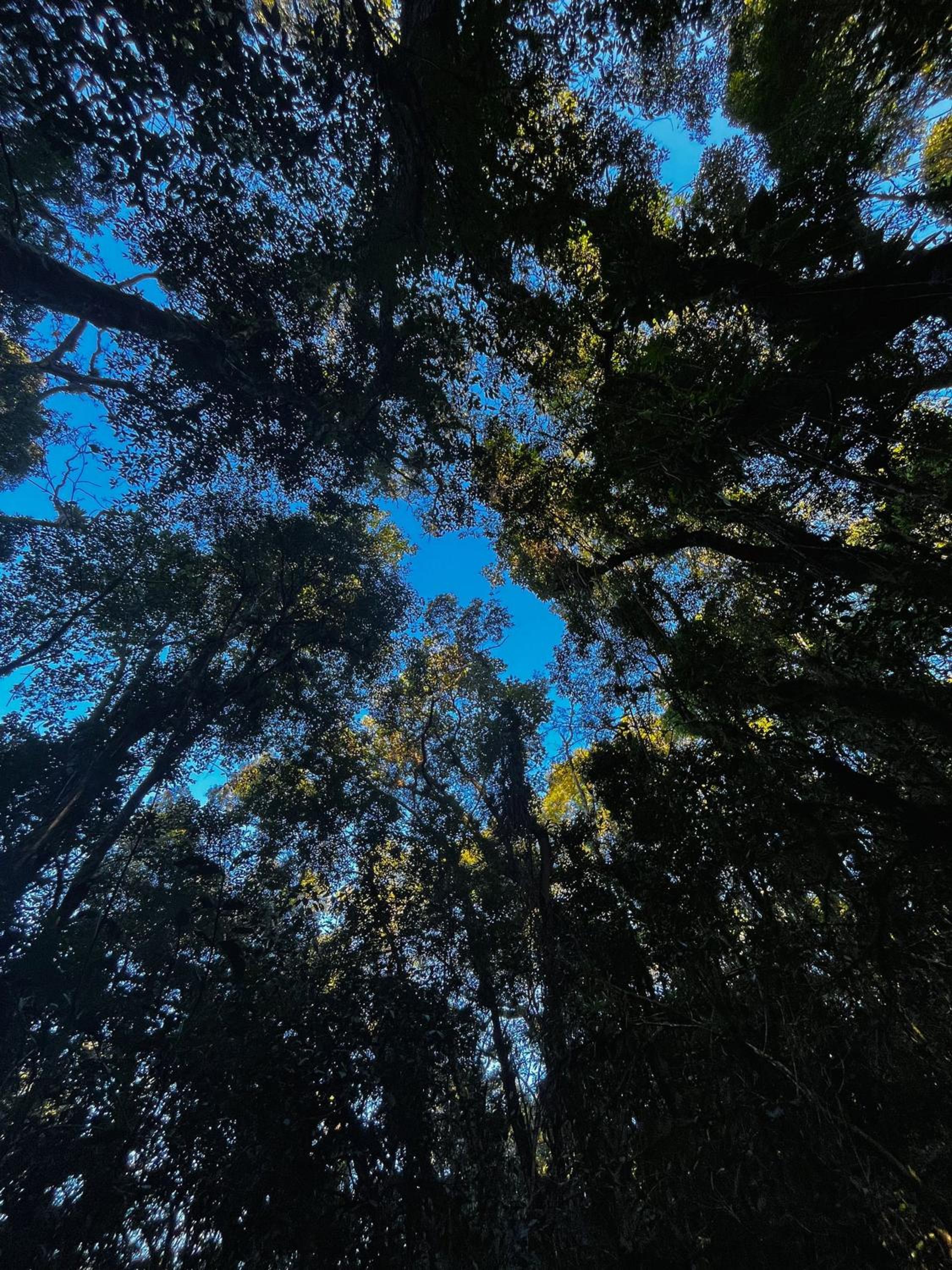 Recanto dos Pássaros na Serra Catarinense