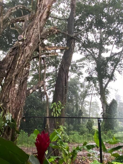 Fortuna Jungle & River Retreat - Private pool, River and Wifi in the forest - Secluded, peaceful, truly UNIQUE! A GEM! Book Now!