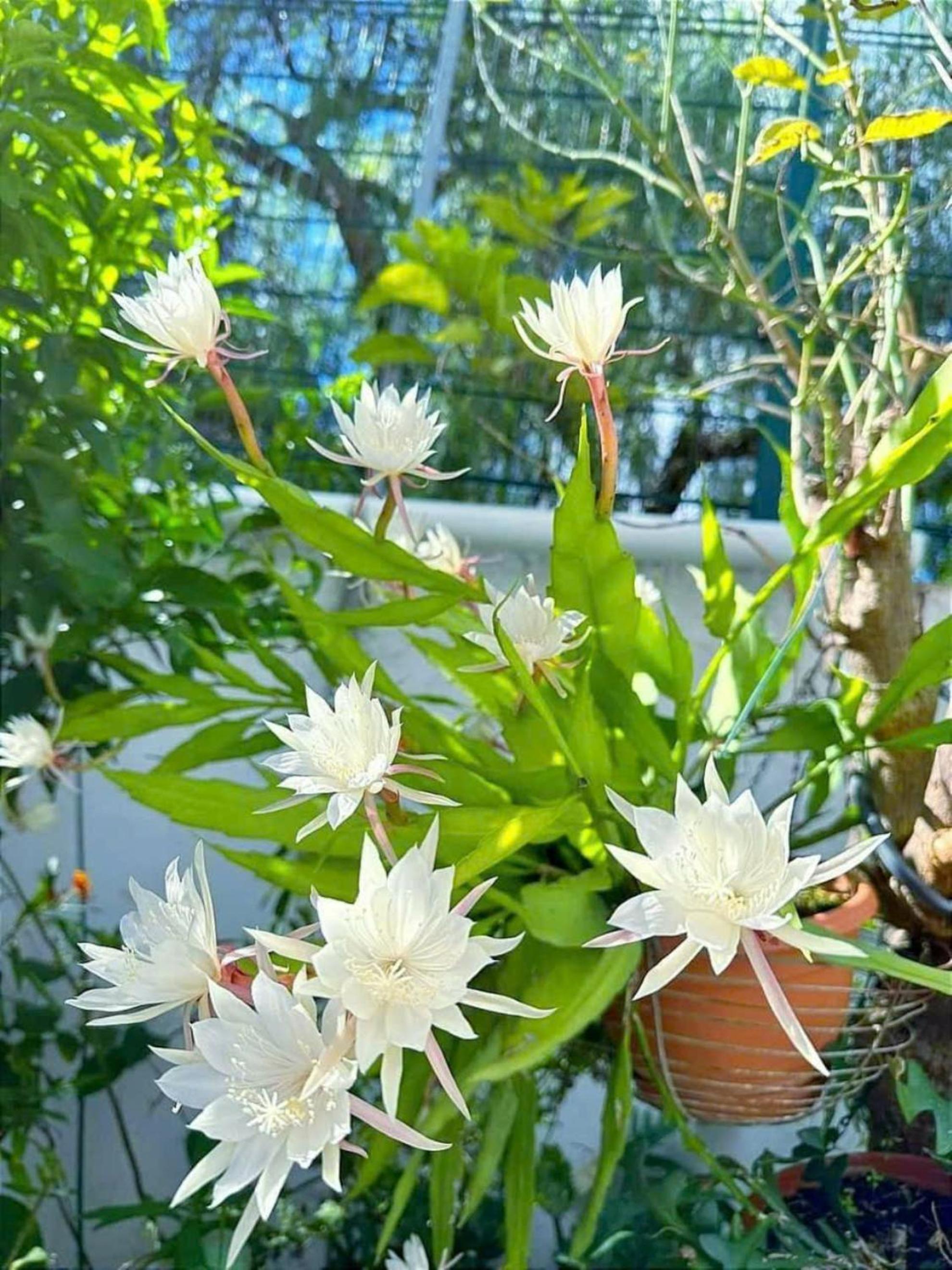 Hoa lu Eco Homestay