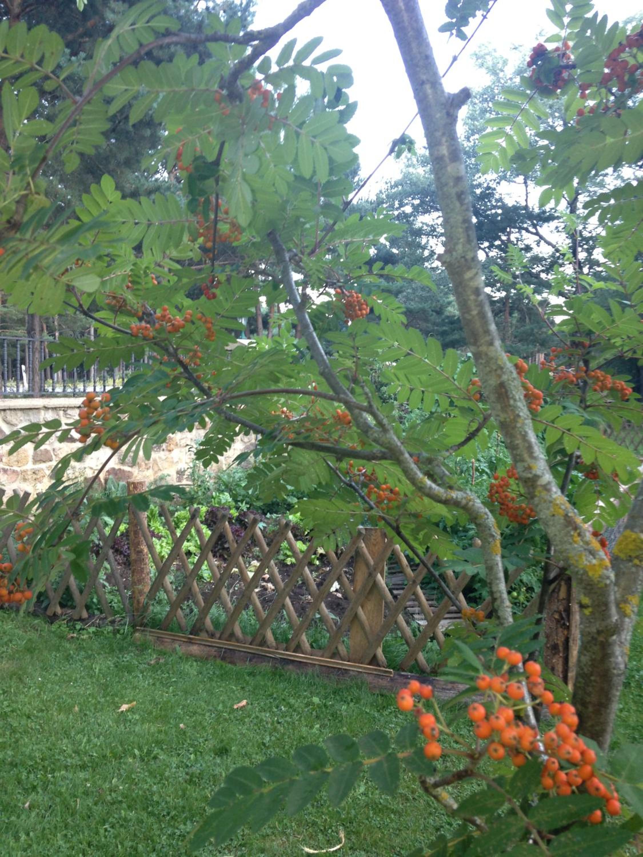 Photo 32