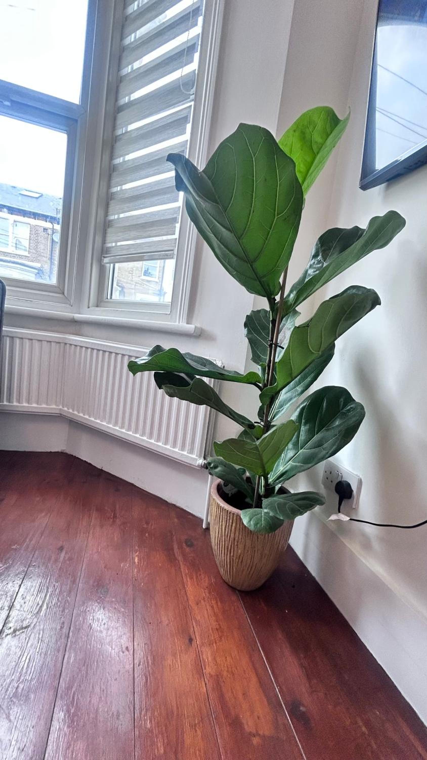 Qties Beautiful Abode Brixton