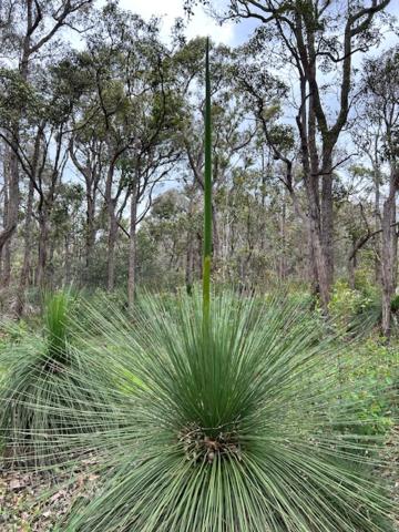 Sequoia Sanctuary - Margaret River