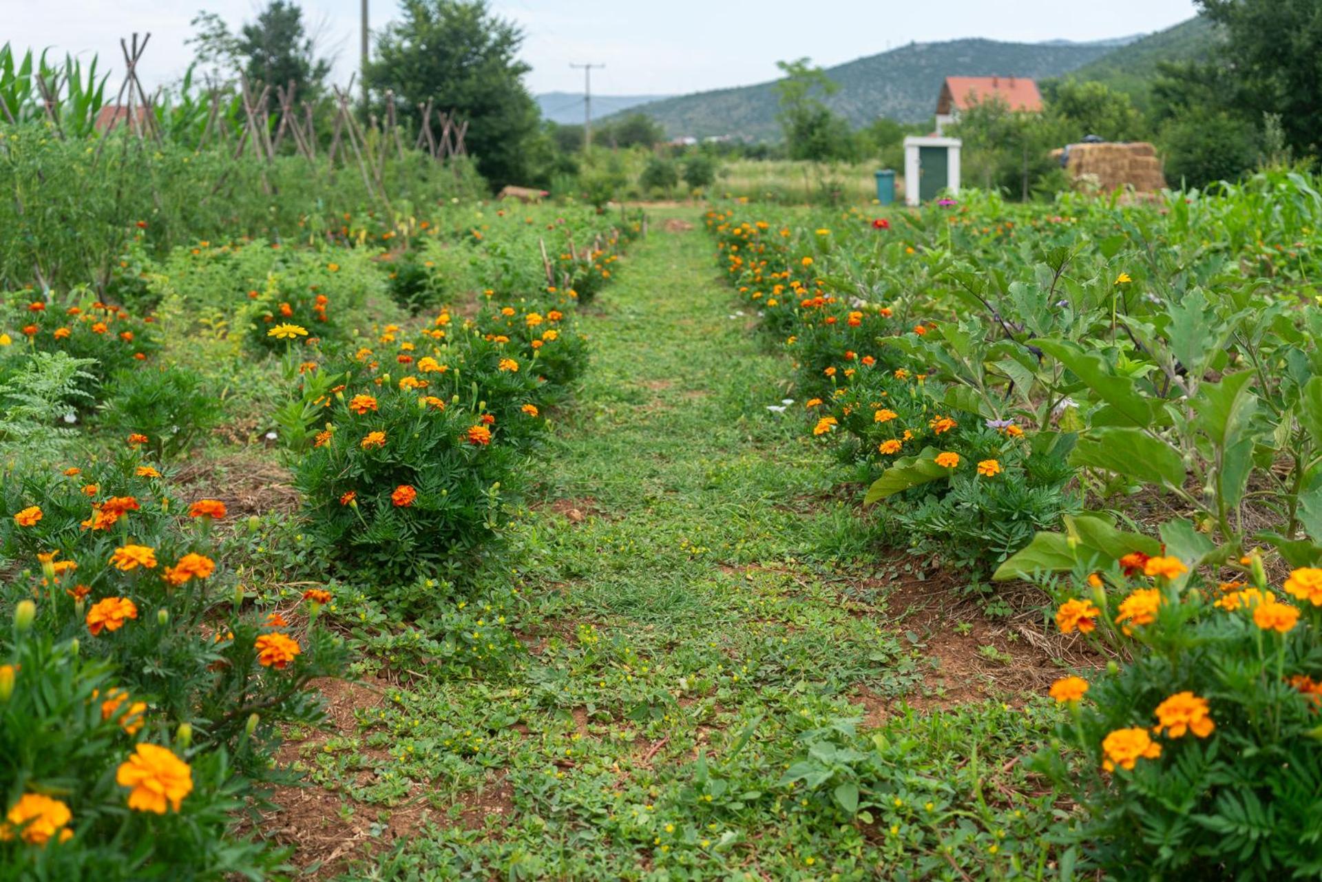OZ - Obecana Zemlja Permaculture Homestead view 4